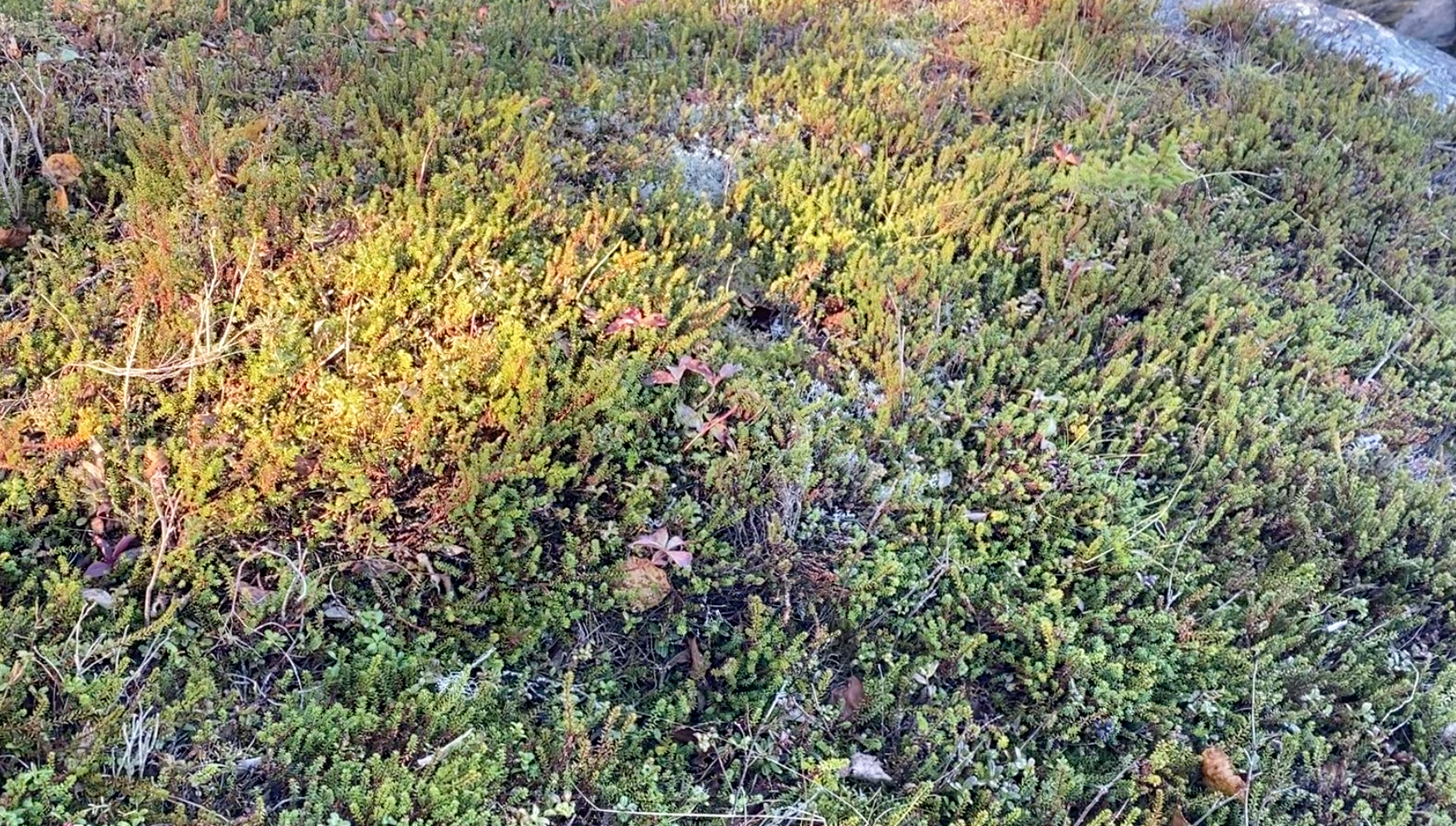 Close-up view of green and brown low-growing plants and moss on the ground.