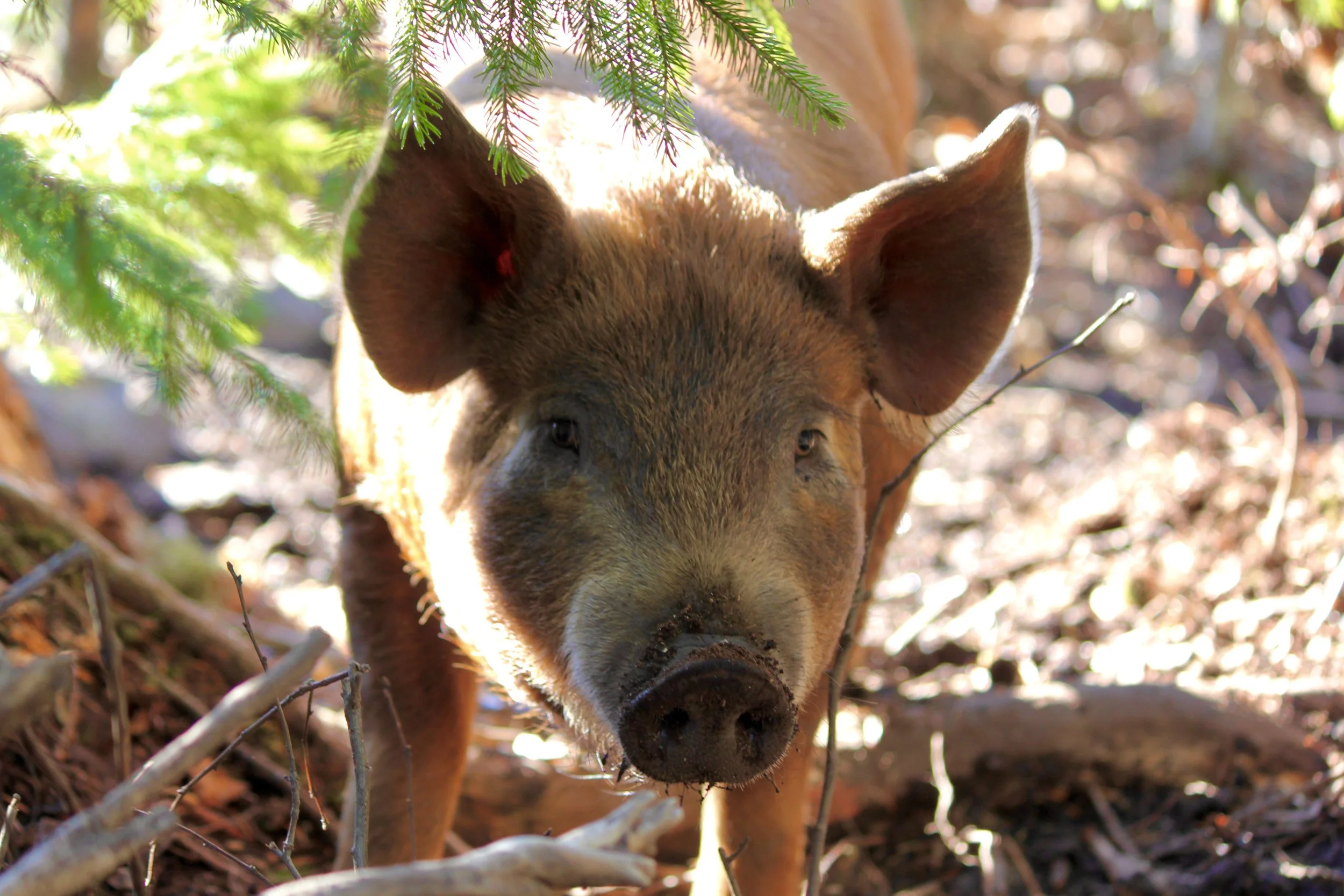 Close-up of a piglet with brown fur and large ears in a forest setting, surrounded by branches and greenery.