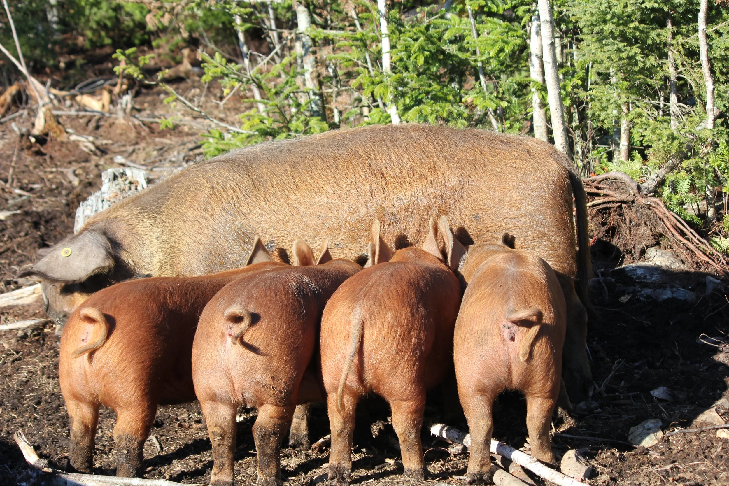 A large brown pig with four smaller piglets nursing from her in a forested area.