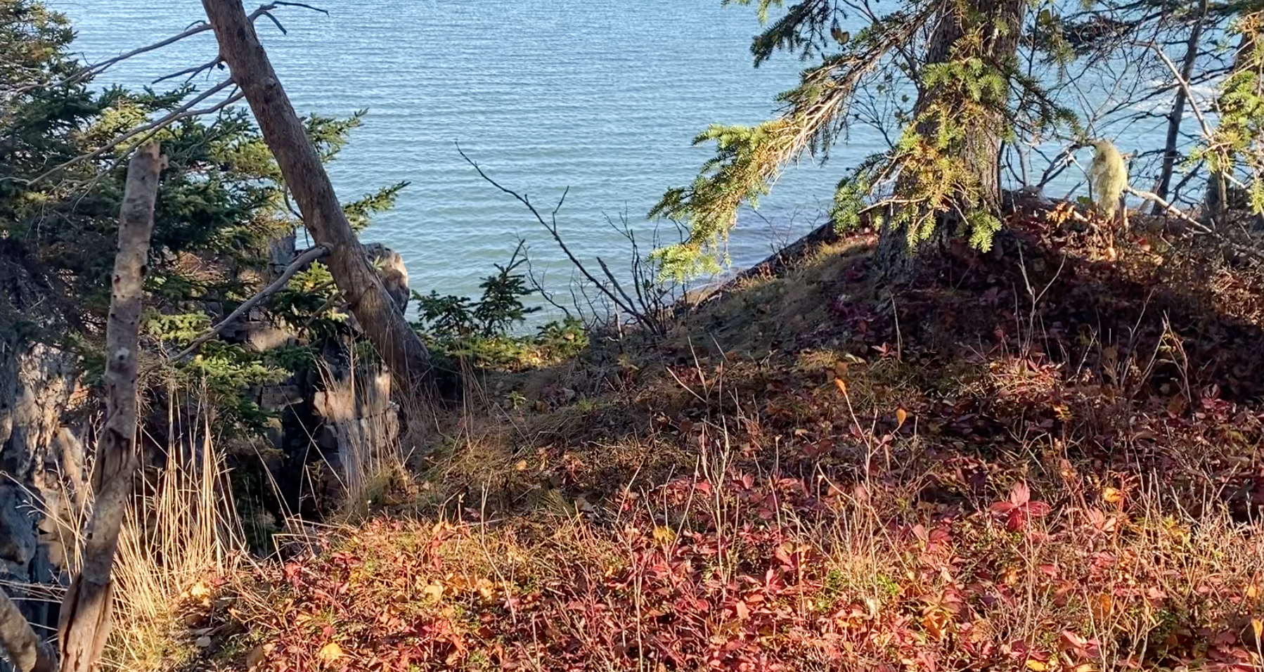 View of trees and foliage on a hillside with a body of water in the background.