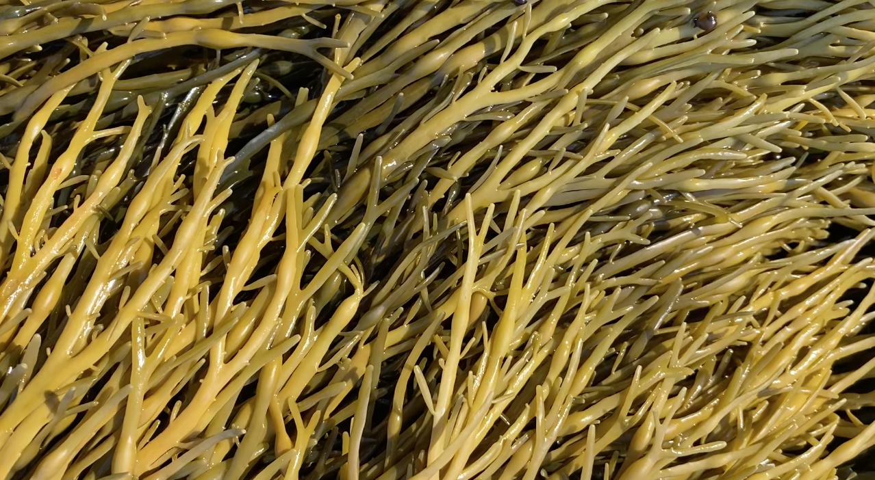 Close-up of yellow seaweed or algae with long, thin, and tangled strands.