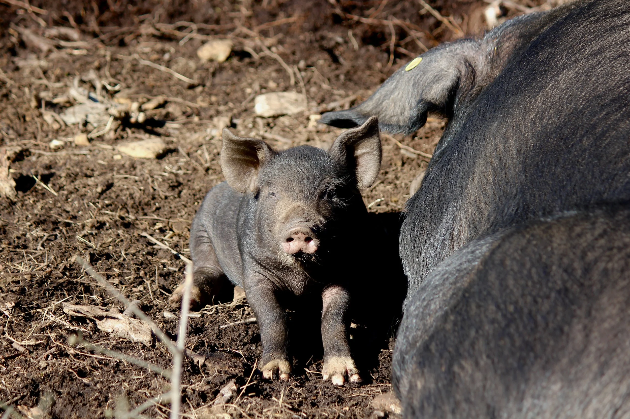 A piglet lying on dirt ground next to an adult pig, with the piglet's face turned towards the camera, showing its small snout and ears.
