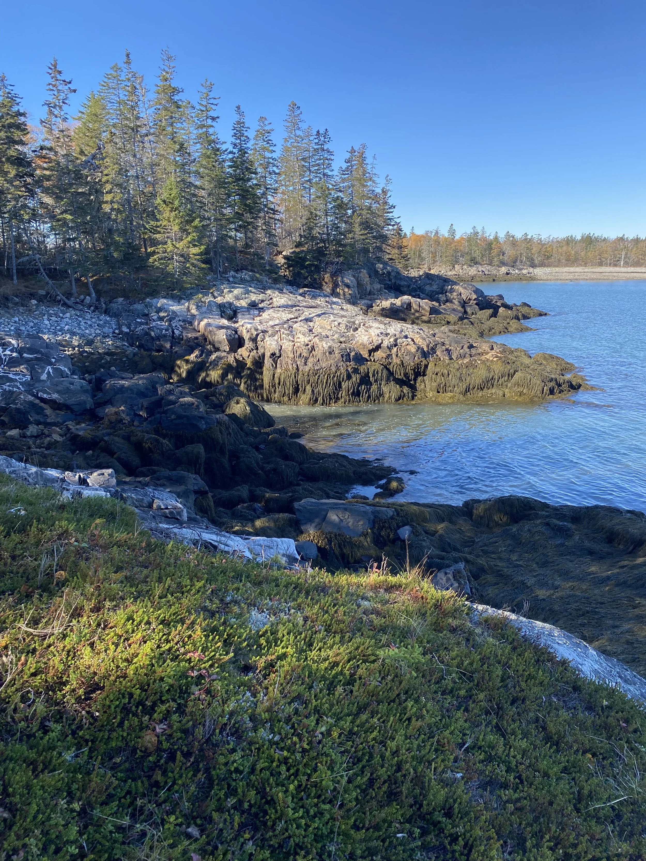 A lakeshore with rocky terrain and dense evergreen trees under a clear blue sky.
