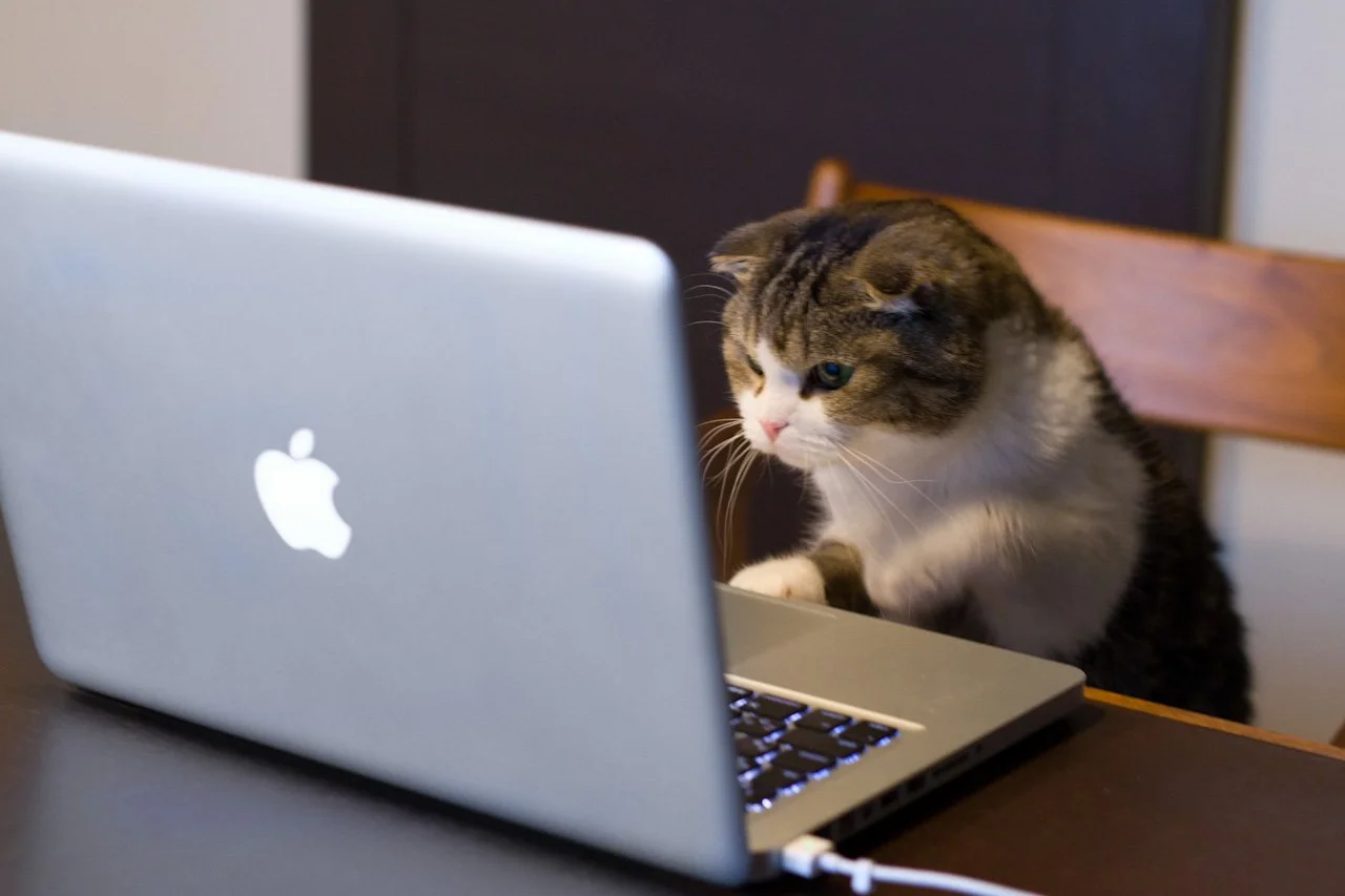 computer-cat.jpg