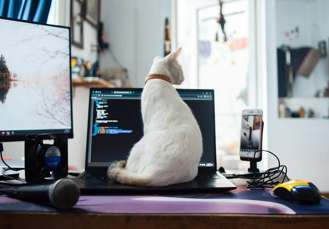 Cat on Computer.jpeg