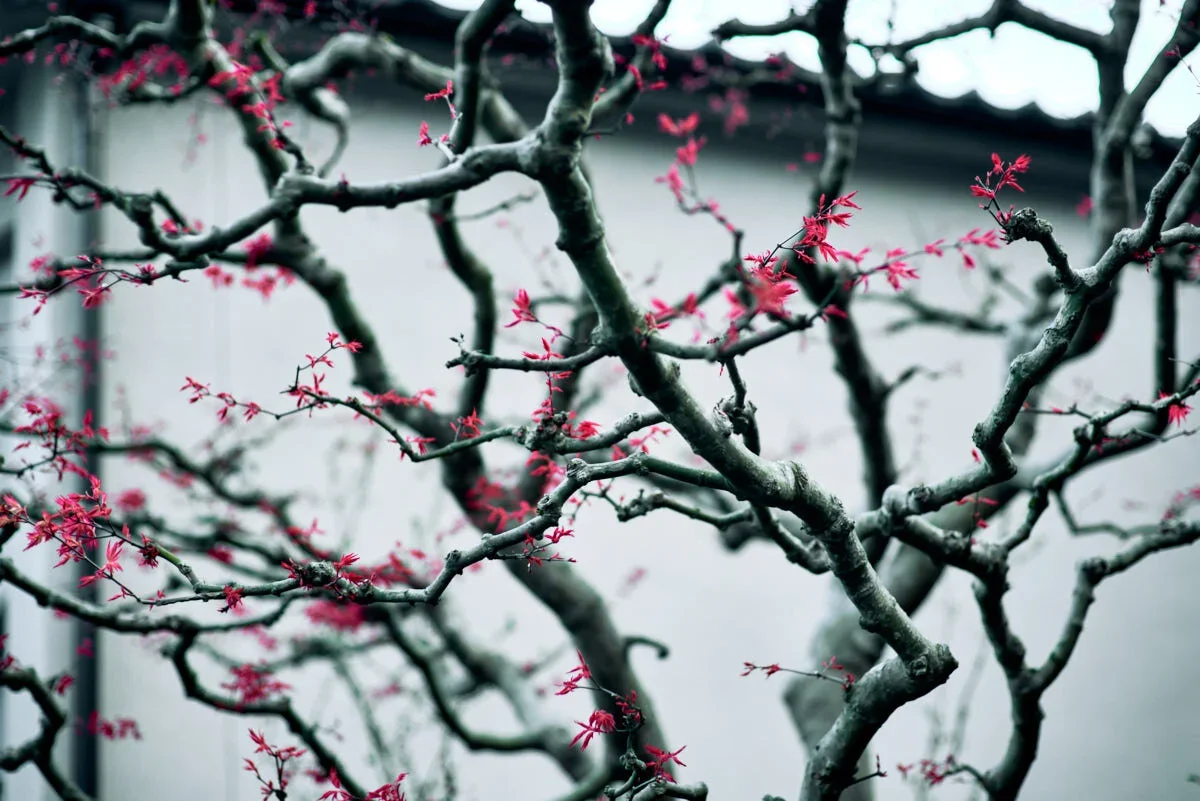 A bonsai tree with pink blossoms and twisted branches in front of a gray wall.