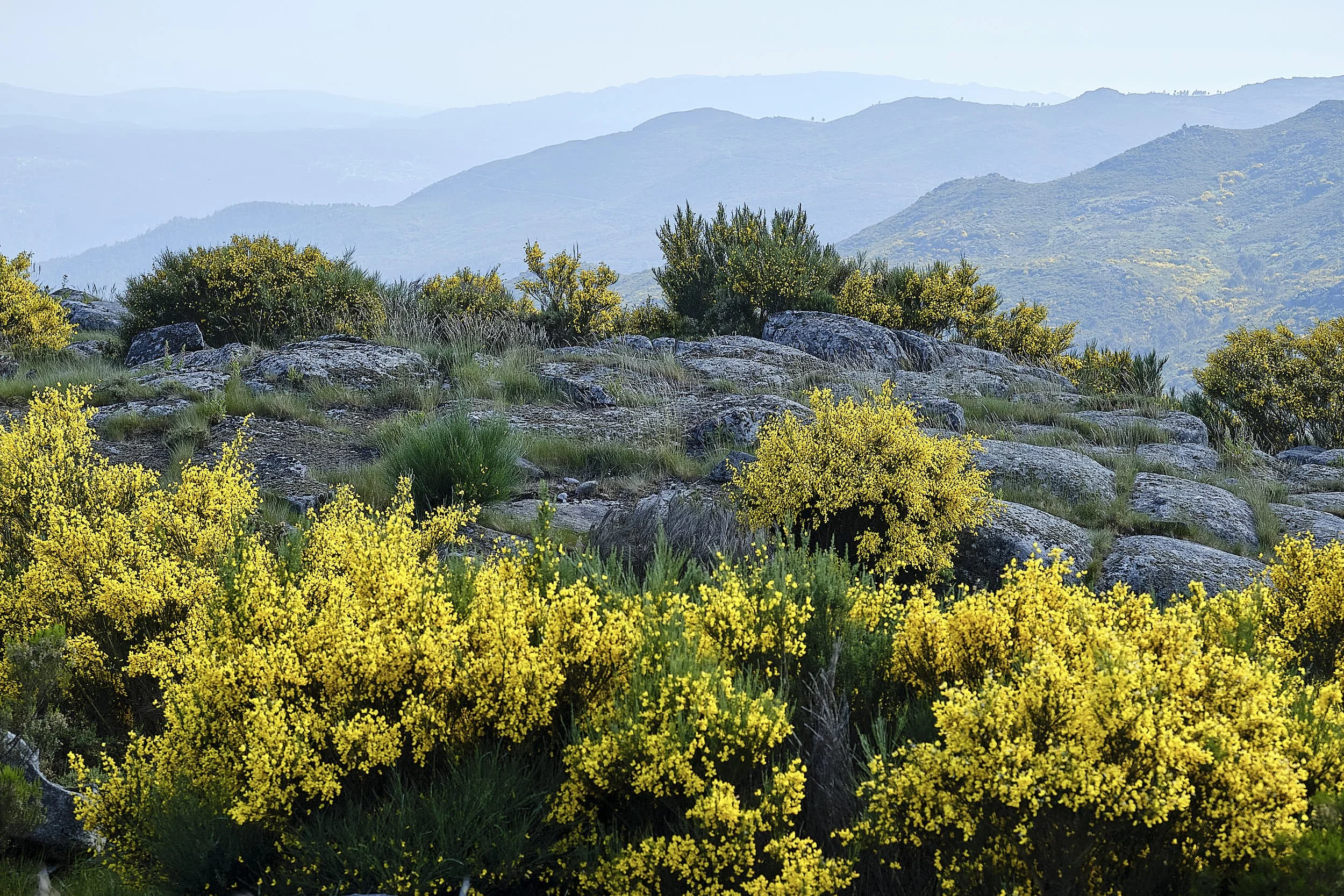 A scenic mountain landscape with yellow flowering bushes, rocks, and multiple mountain ridges in the background.