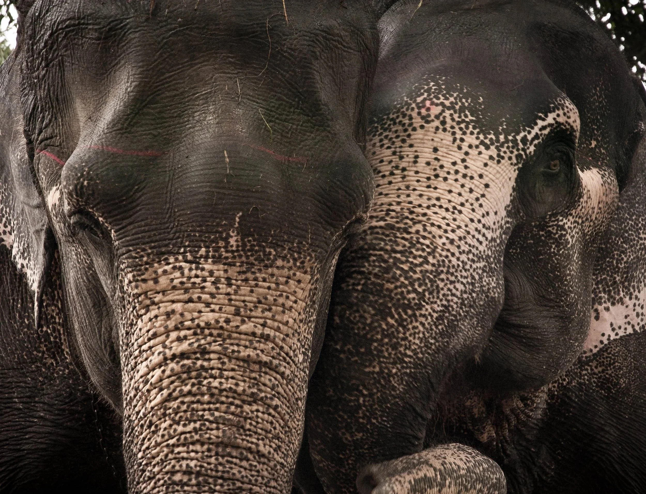 Close-up of two elephants standing next to each other, showing their faces and trunks, with detailed textures of their skin and patterns of pigmentation.