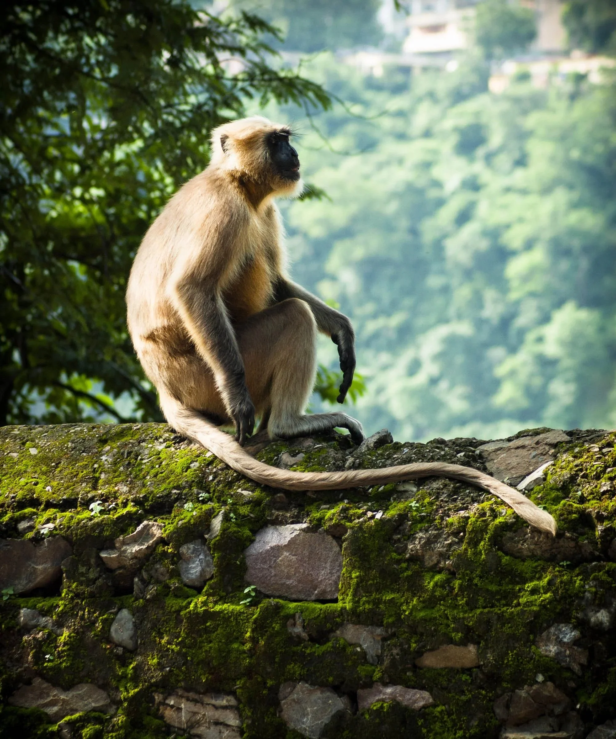 A brown and black monkey sitting on a moss-covered stone wall in a green forest with a blurred background of trees and hills.