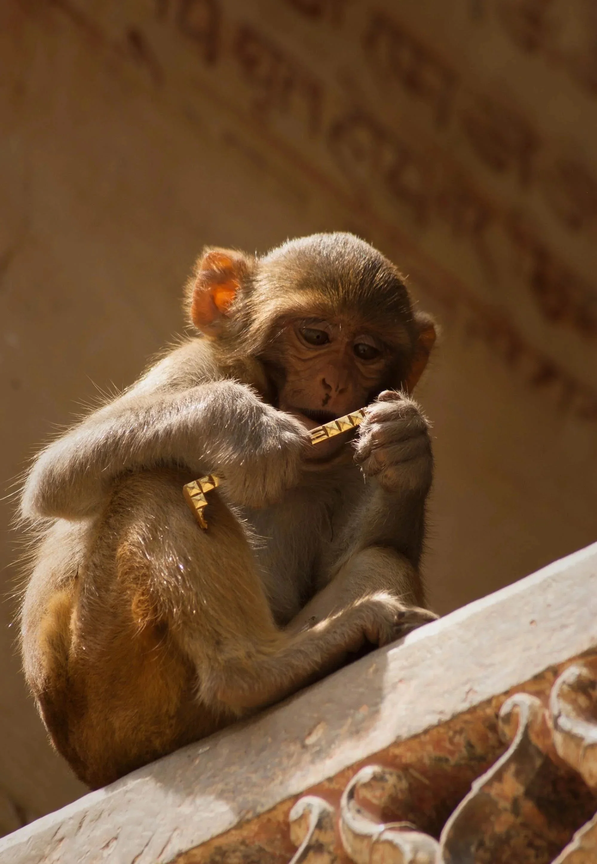 Young monkey sitting on a ledge, holding and examining a yellow adornment in its hands, with a neutral expression.