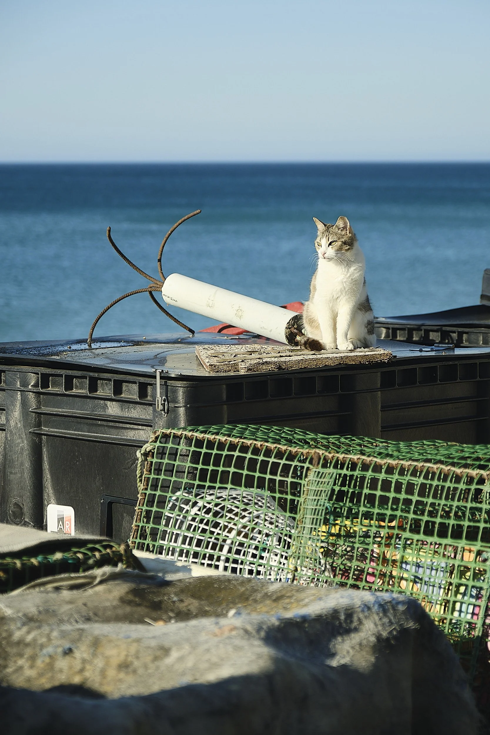 A cat sitting on a black plastic container at the beach, with the ocean and a clear sky in the background.