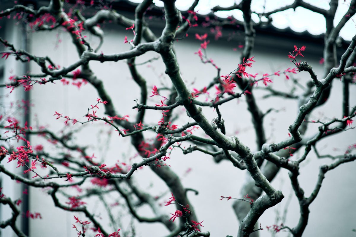 Bare tree with small red leaves or flowers against a gray building wall.