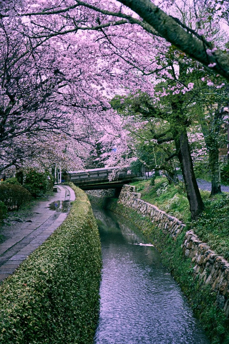 A peaceful scene of a small waterway with stone embankments, flanked by a sidewalk and lush trees with pink cherry blossoms, under a bridge.