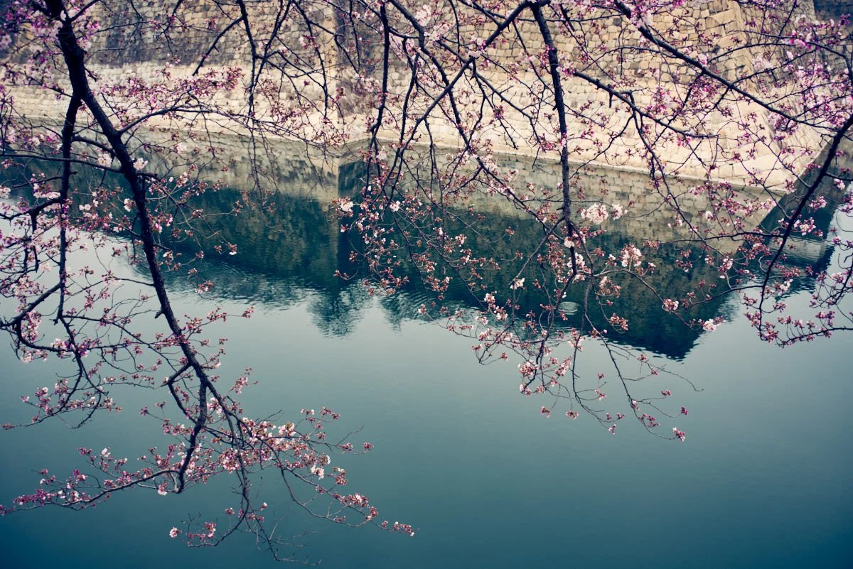 Tree branches with pink blossoms over a calm body of water reflecting a bridge and surrounding scenery.