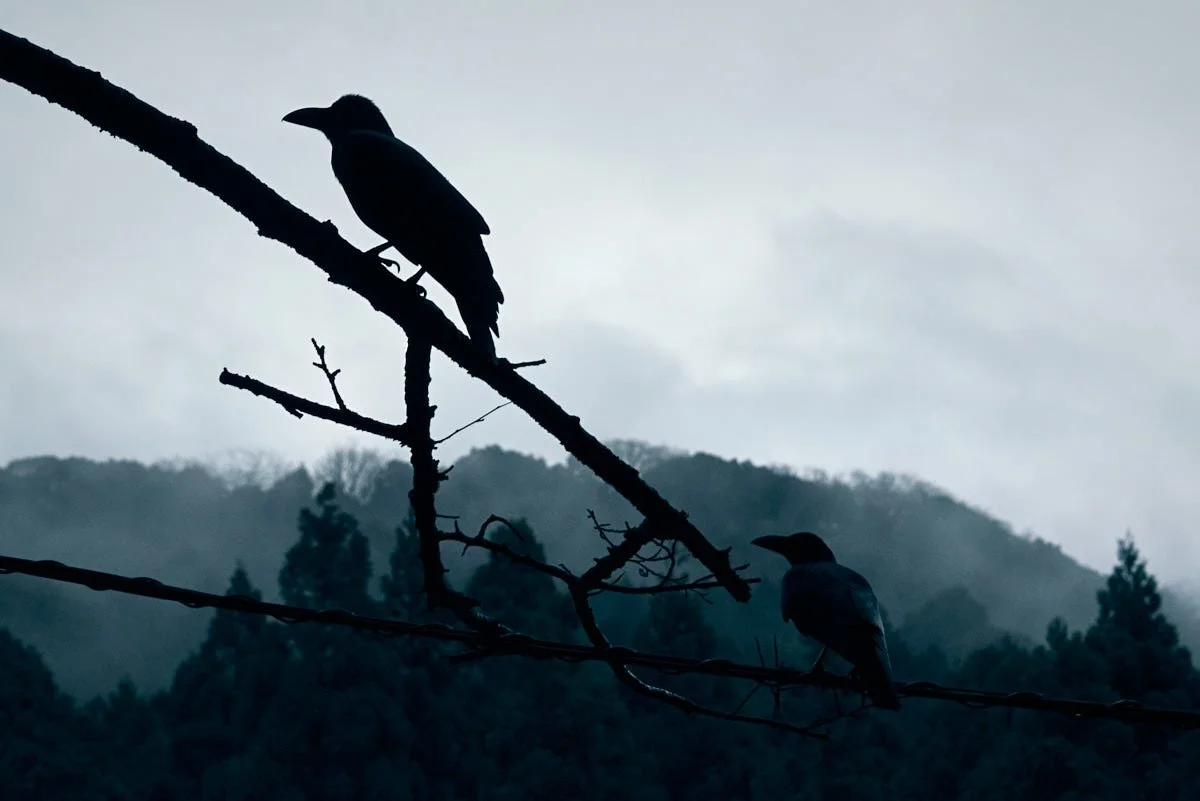 Silhouetted birds perched on tree branches against a cloudy sky and distant mountains.