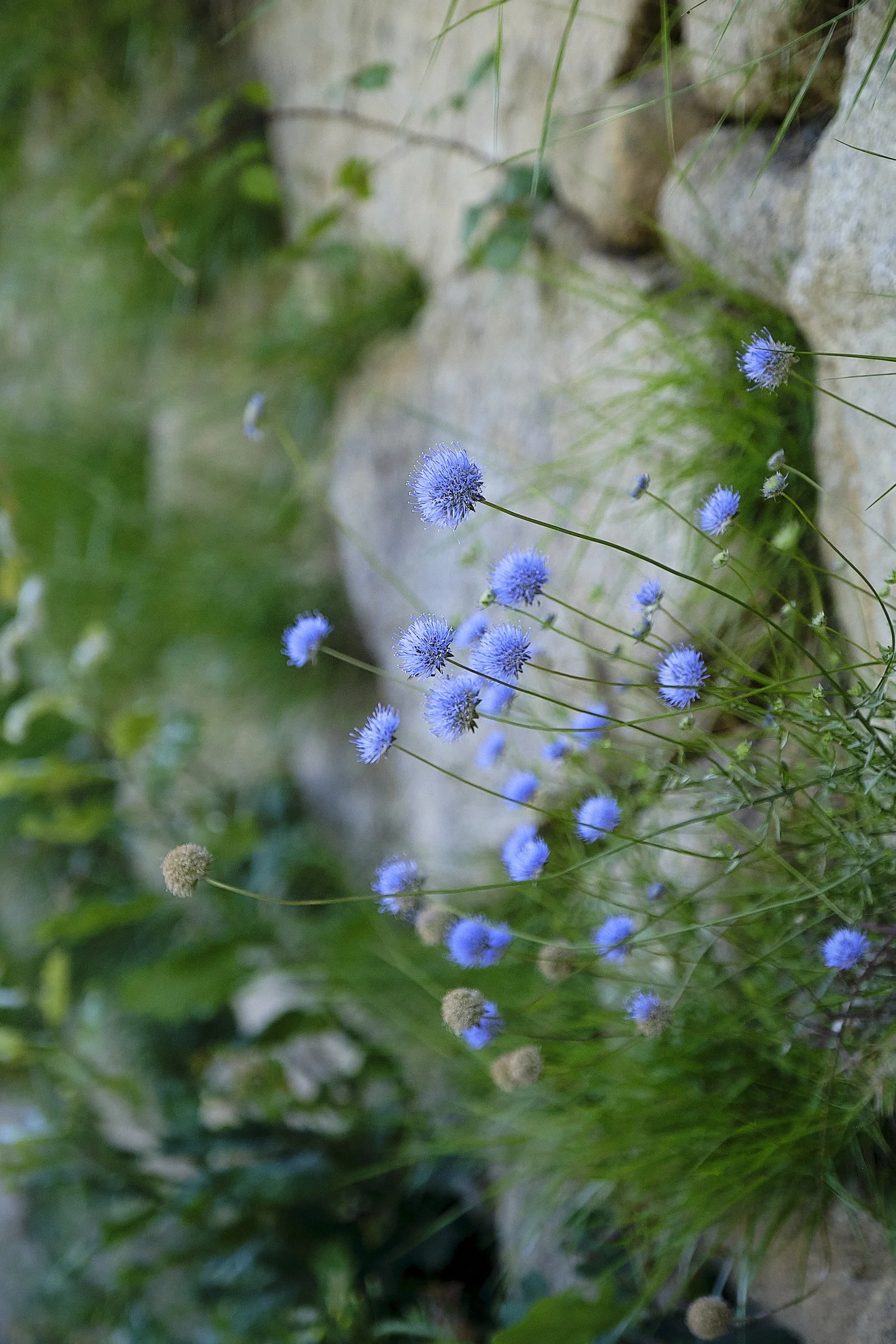 Blue spherical flowers growing near rocks and green foliage.