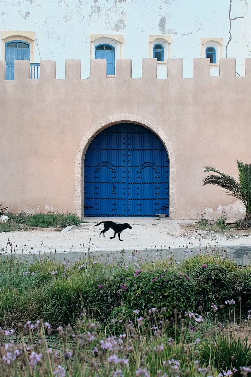 A black dog walking across a street in front of a building with a large, arched blue door and small blue windows, surrounded by plants and flowers.