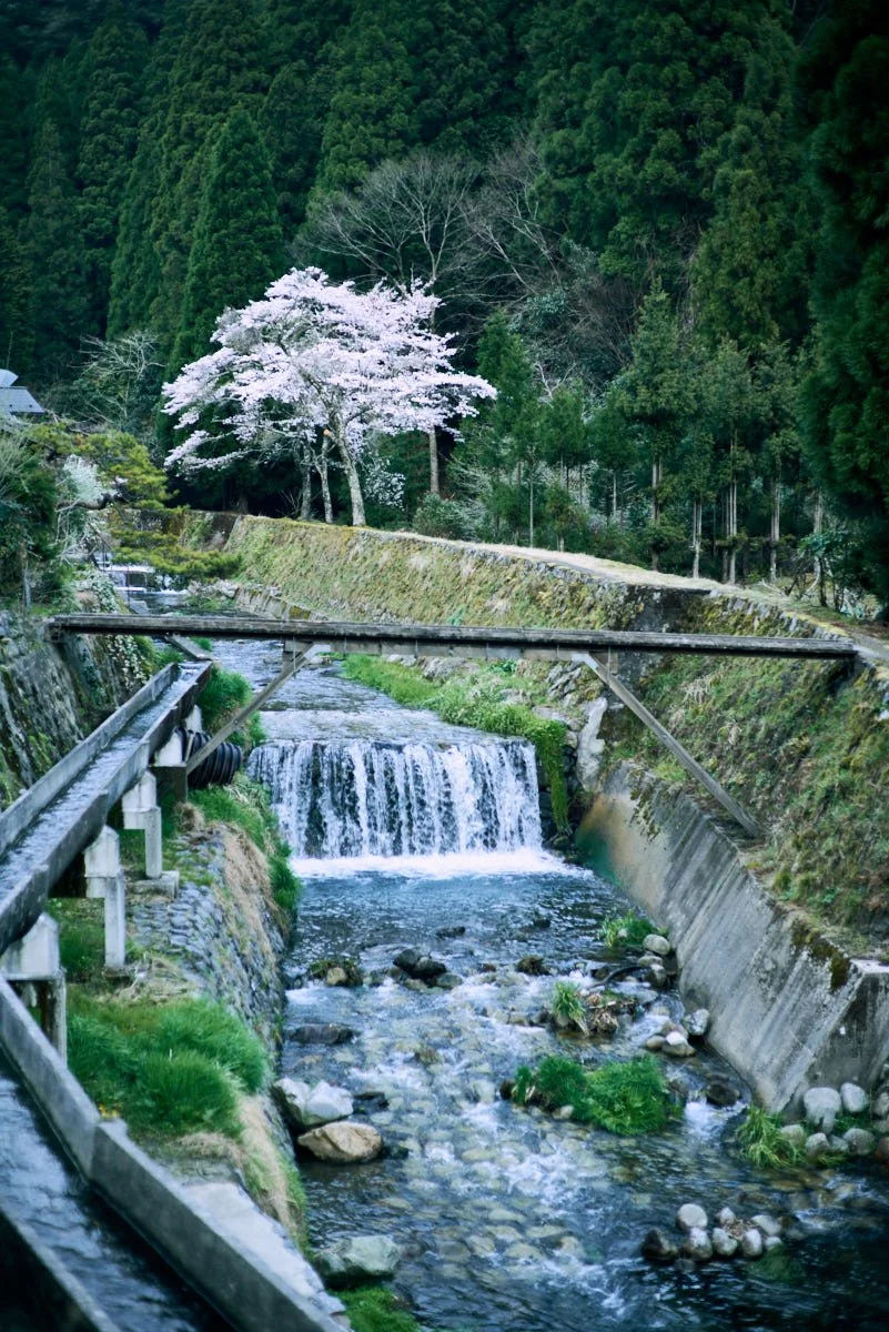 A small river flowing through a lush, green forest with a cherry blossom tree in bloom on the bank.