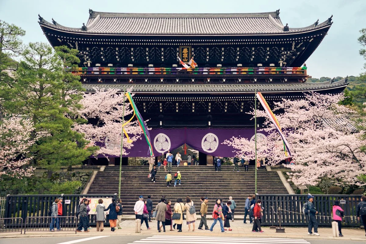A traditional Japanese temple decorated with purple banners, surrounded by cherry blossom trees in bloom, with people walking up and down steps.