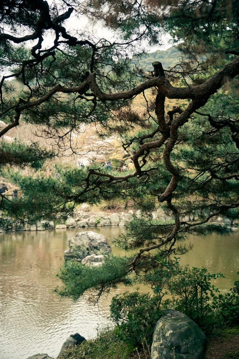 A view of a pond or small lake with a large rock at the center, surrounded by trees and bushes, including a prominent pine tree with twisted branches in the foreground.