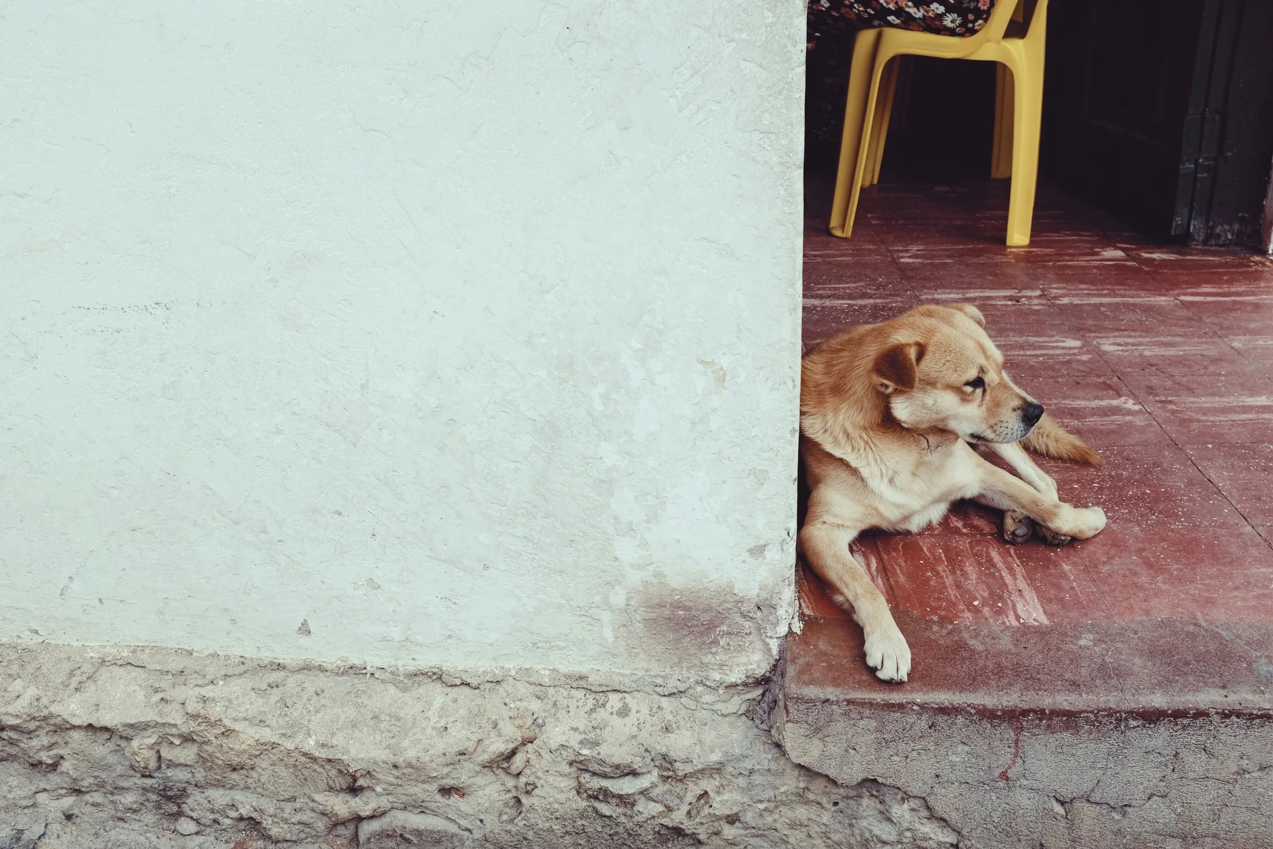 犬が「吠える、暴れる」理由。「リアクティビティー」について。