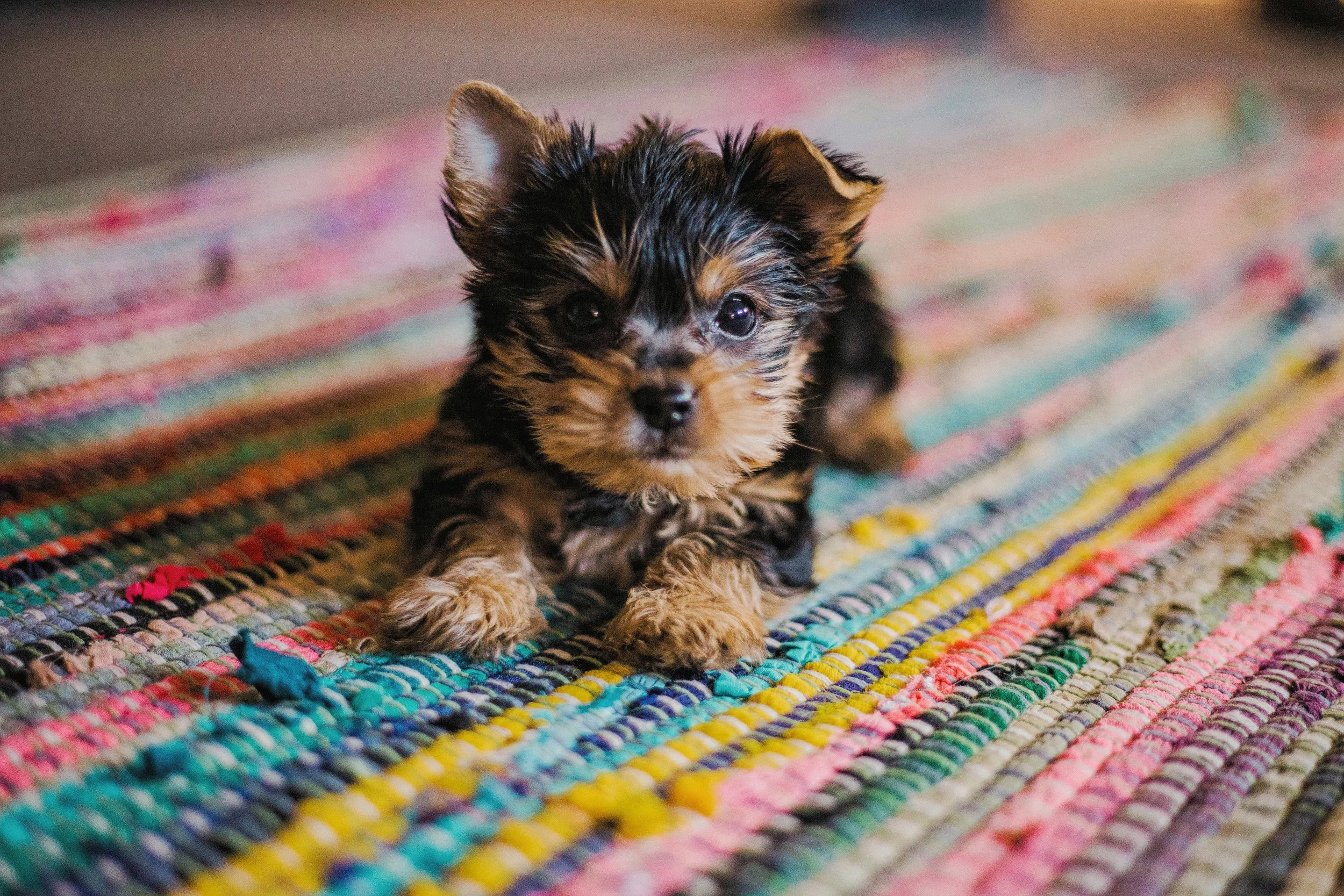 帰宅時の犬の興奮を落ち着かせる方法