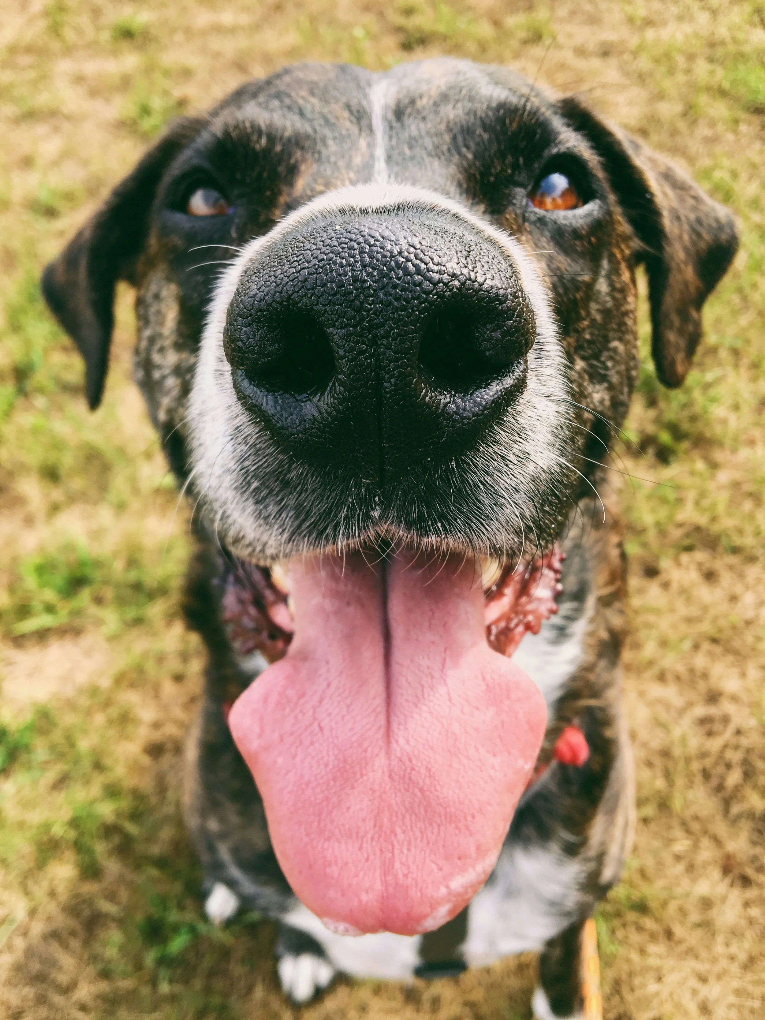 犬のターゲットトレーニングは、一発芸ではなく暮らしを助ける基本スキルです
