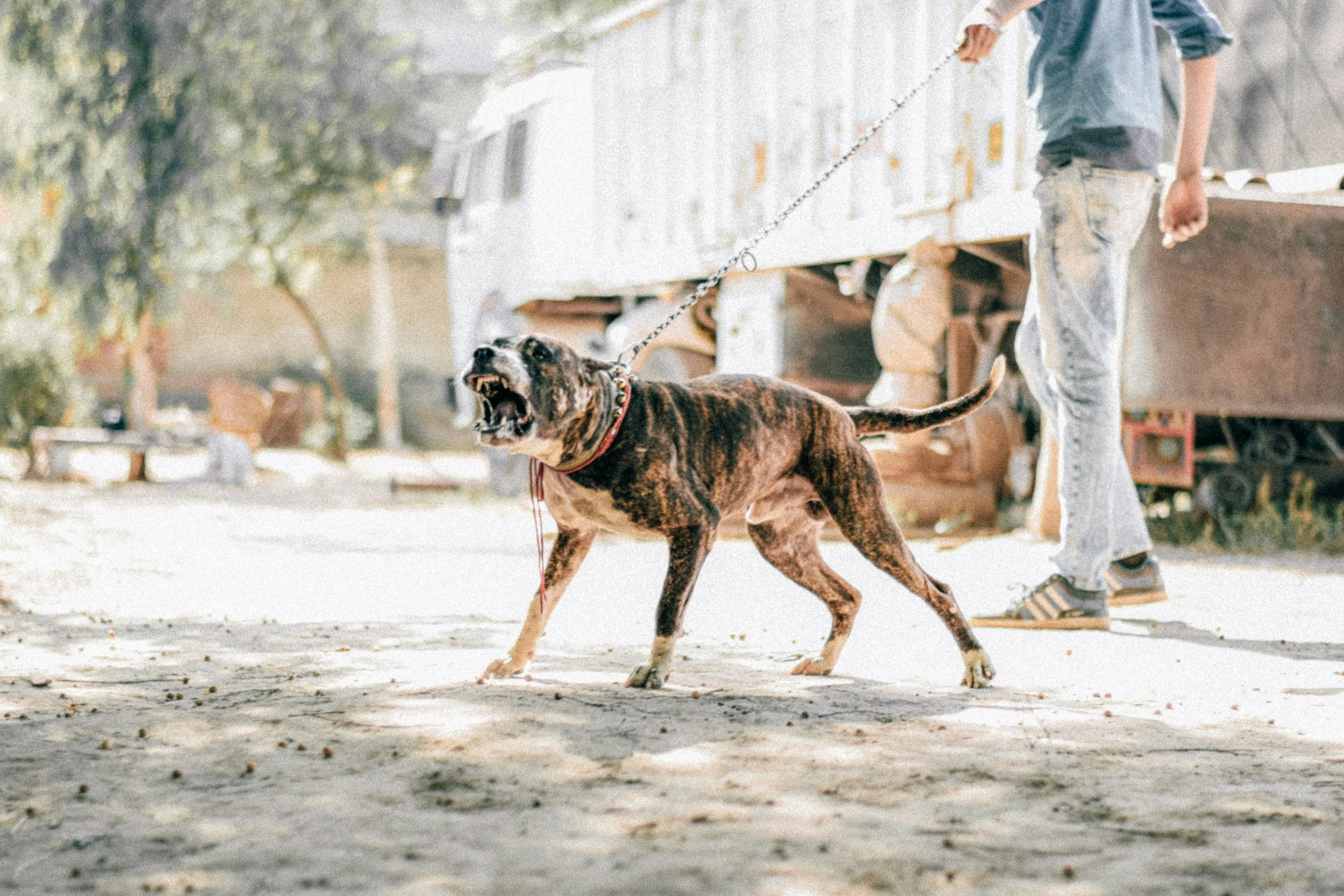 なぜ犬は、興奮すると言うことを聞かないのか