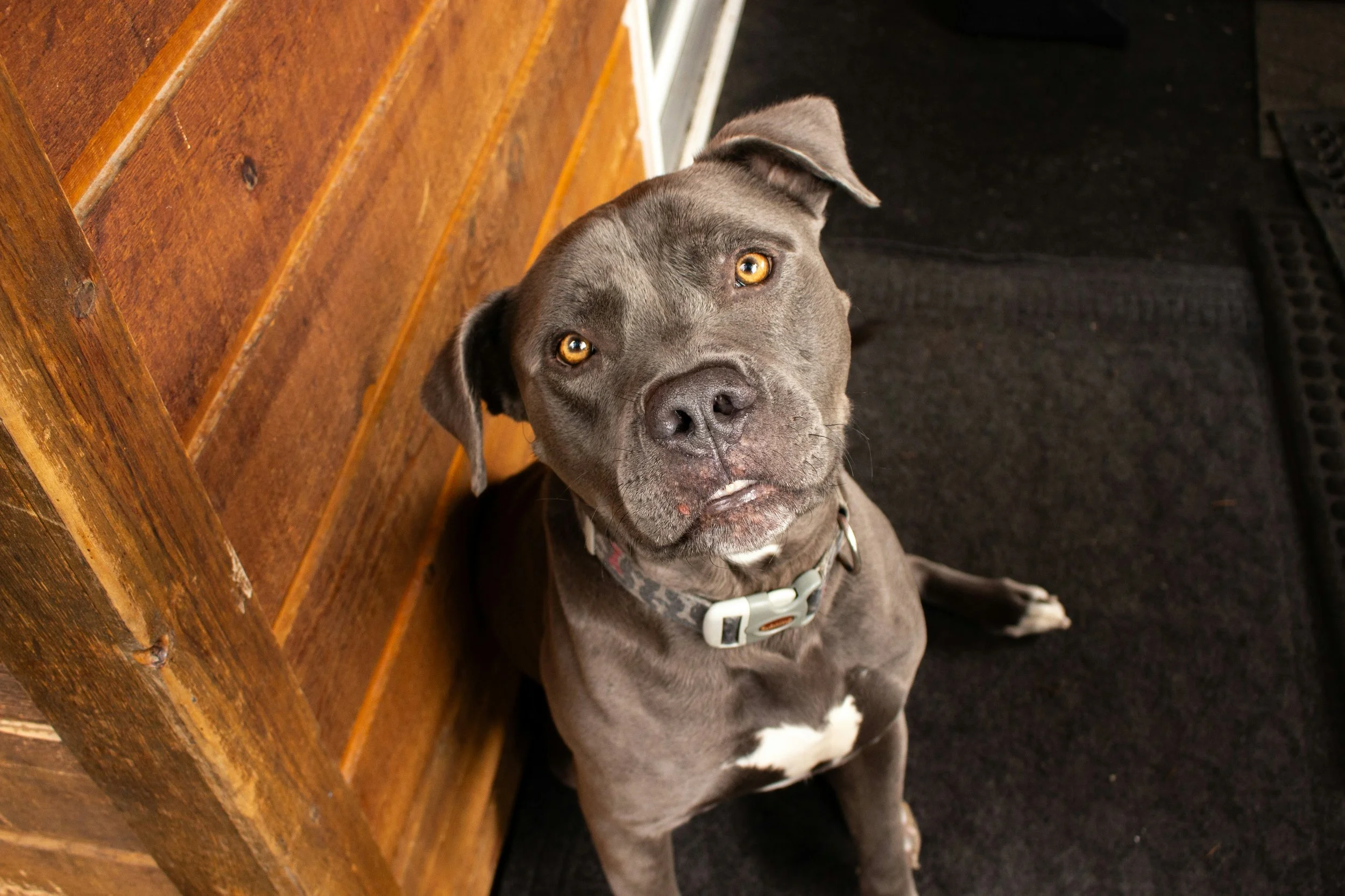 家族全員が同じ対応をしないと、犬のトレーニングはうまくいかない？