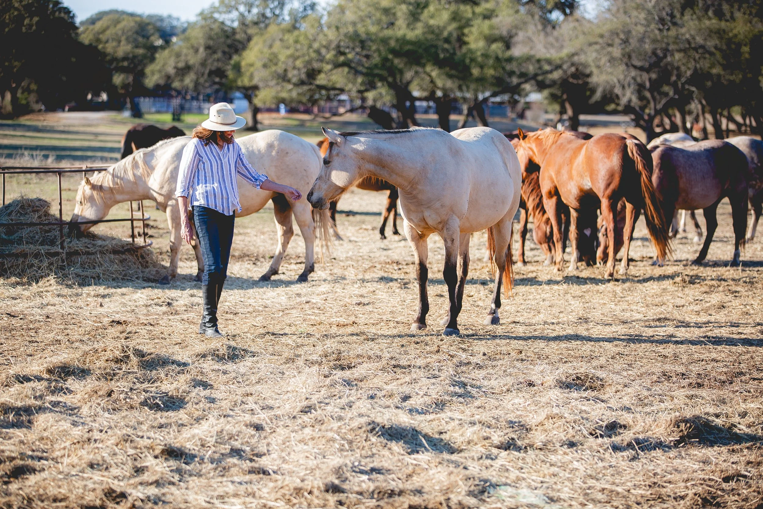 A woman in a striped shirt and hat herding light-colored and brown horses in an outdoor pasture with trees in the background. SR Bar Ranch Performance Horses Boerne Texas USA