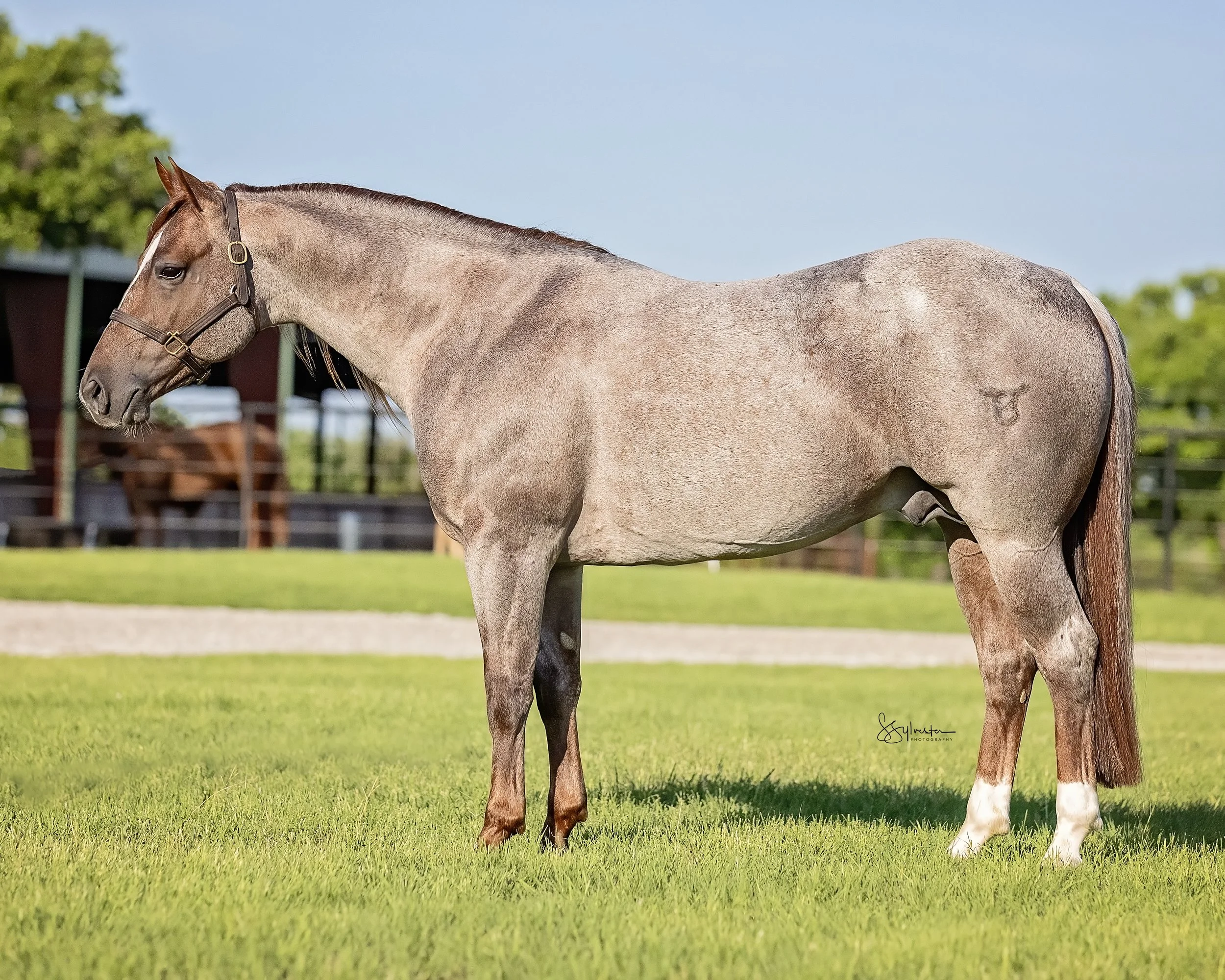 My Three Desires. Tabaco. Stud. Stallion. Side view of a brown horse standing on green grass with a fence and trees in the background.