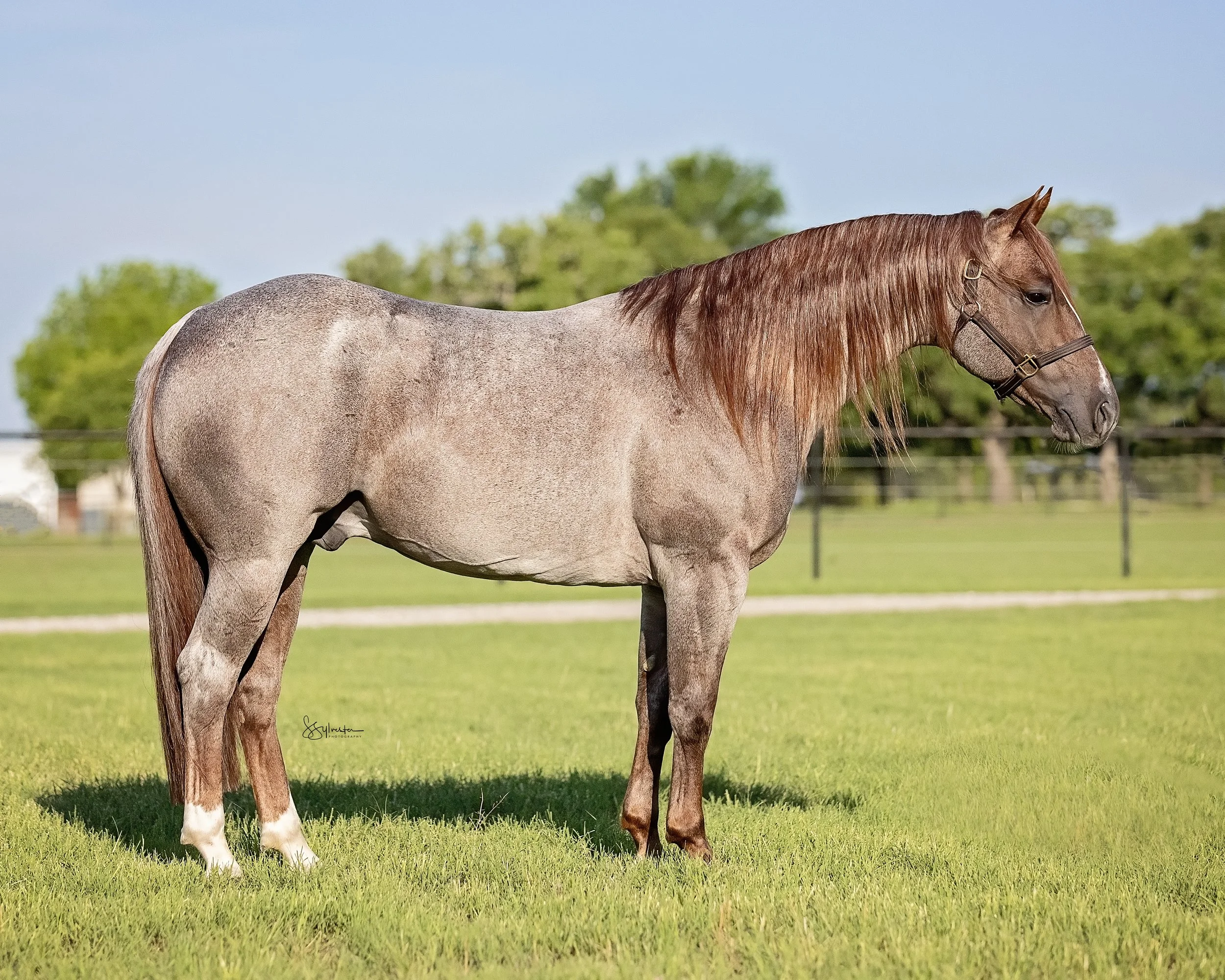 My Three Desires. Tabaco. Stud. Stallion. A gray horse with a reddish mane grazing in a green field with trees in the background.