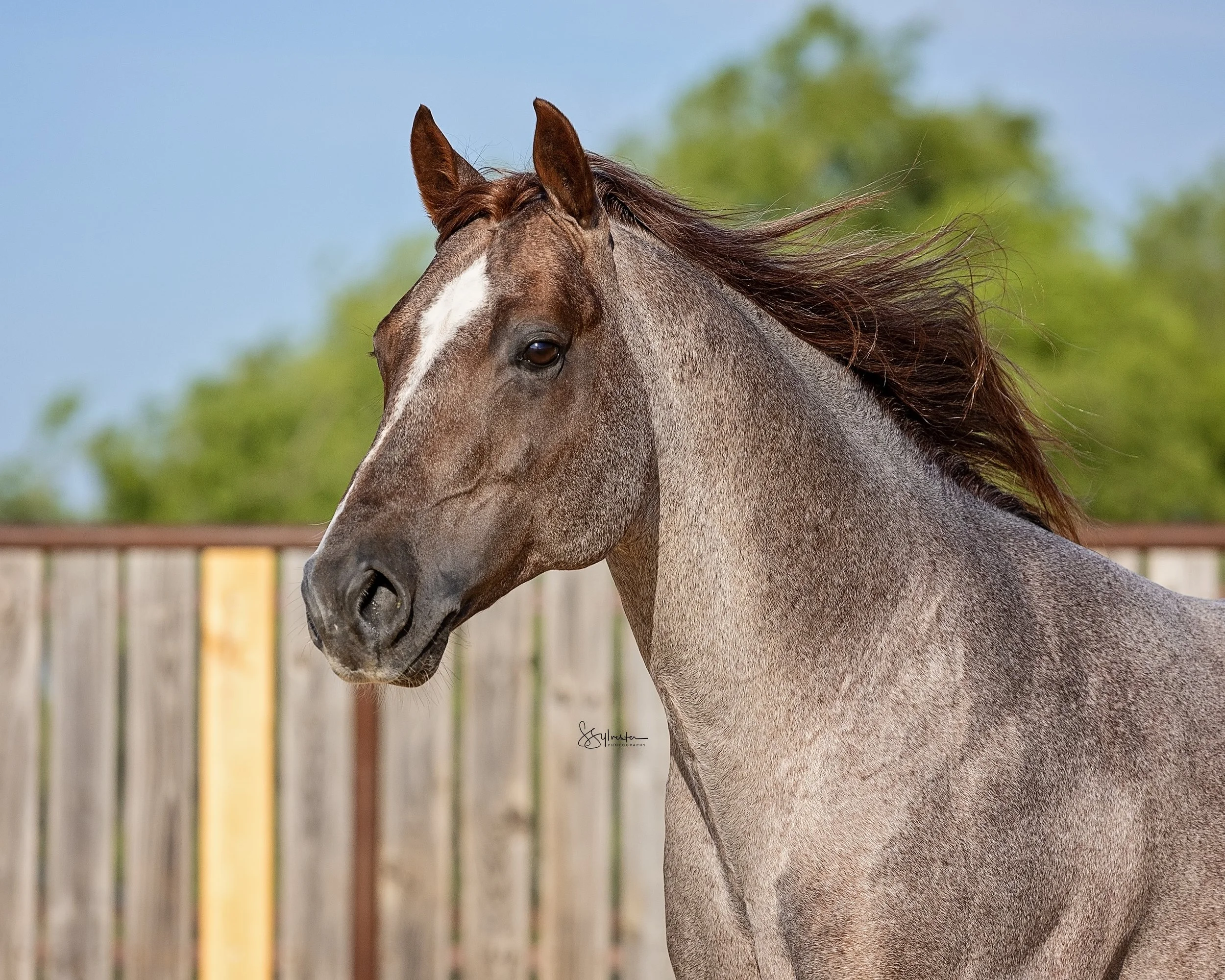 My Three Desires. Tabaco. Stud. Stallion. SR Bar Ranch Performance Horses Boerne Texas USA.