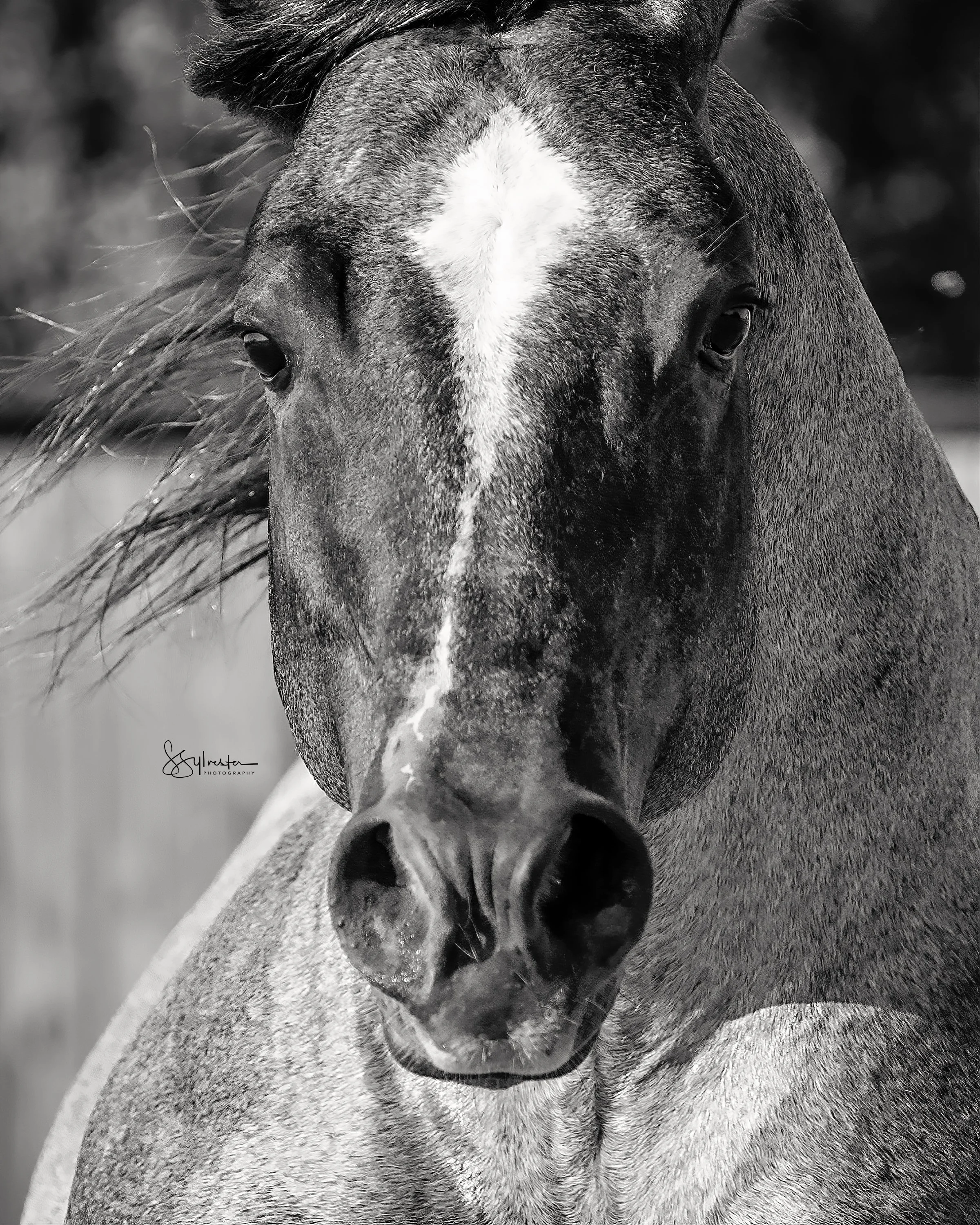 Close-up black and white photo of a horse's face. My Three Desires. Tabaco. Stud. Stallion. SR Bar Ranch Performance Horses Boerne Texas USA.