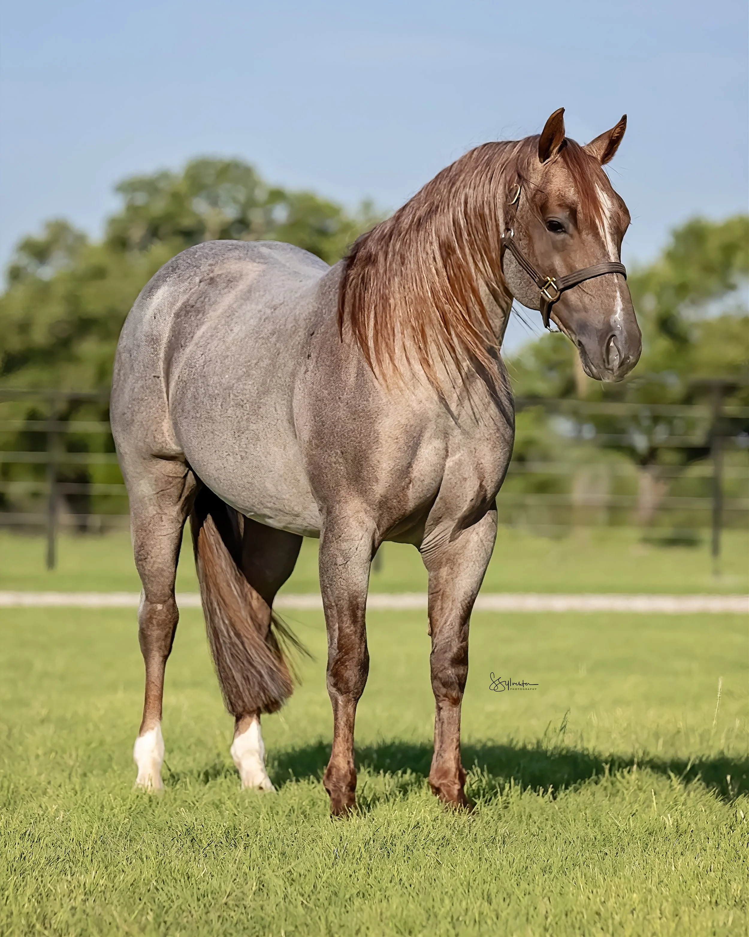 My Three Desires. Tabaco. Stud. Stallion. SR Bar Ranch Performance Horses Boerne Texas USA