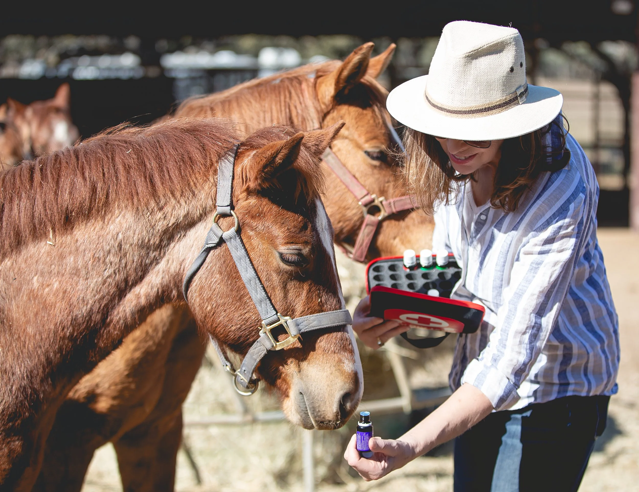 A woman in a white hat and striped shirt administering medicine or supplement to a brown horse using a dropper, with other horses in the background. Teri Secrest. SR Bar Ranch Performance Horses Boerne Texas USA. 