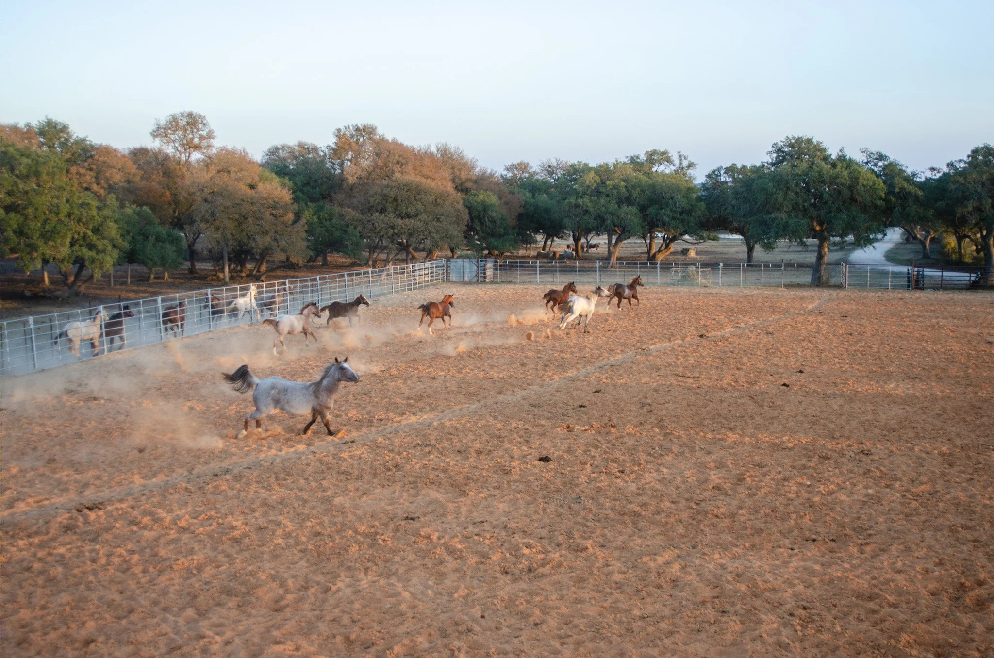 Several horses are running on a dirt field enclosed by a fence, with trees in the background. SR Bar Ranch Performance Horses Boerne Texas USA.