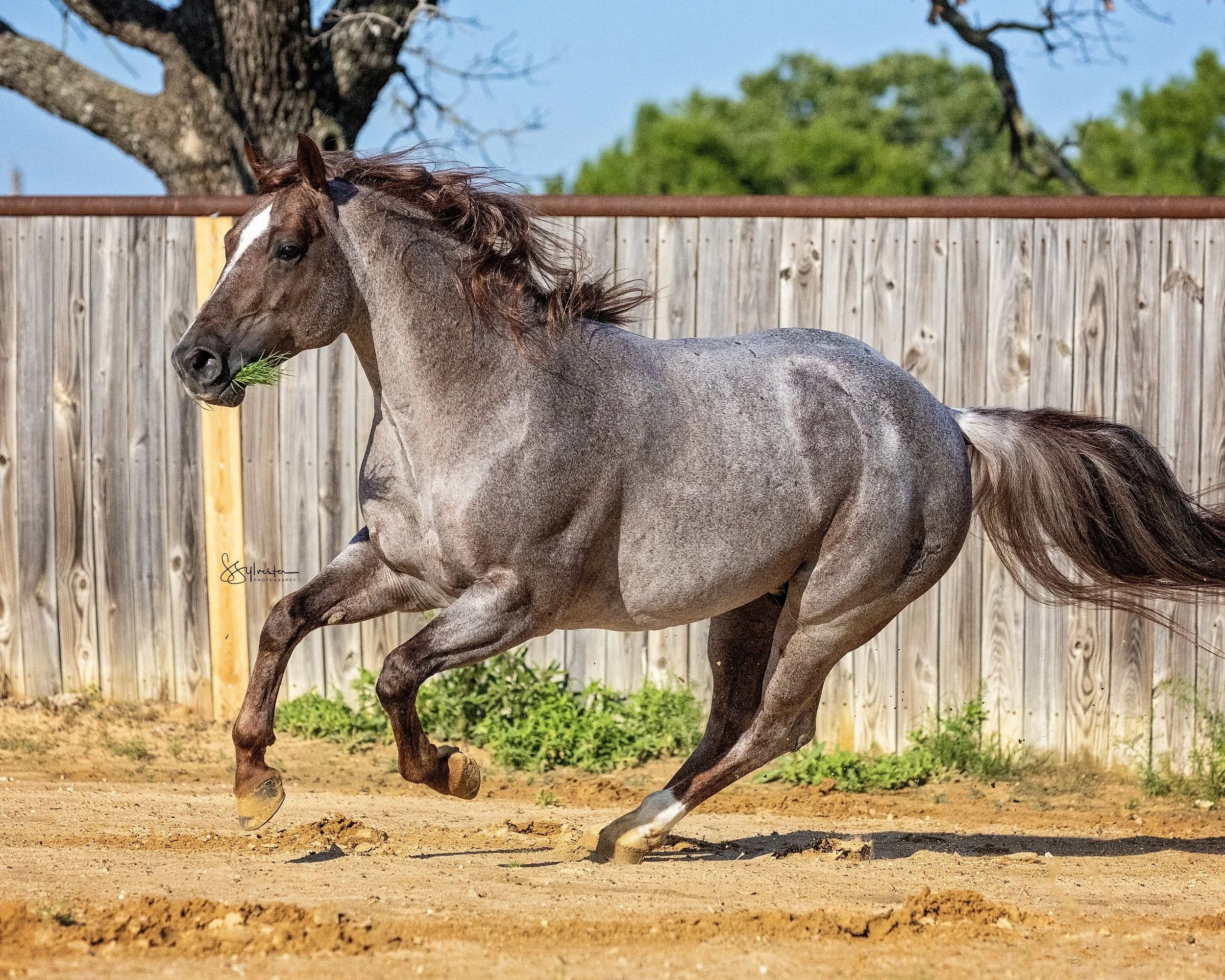 My Three Desires. Tabaco. Stud. Stallion. SR Bar Ranch Performance Horses Boerne Texas USA.