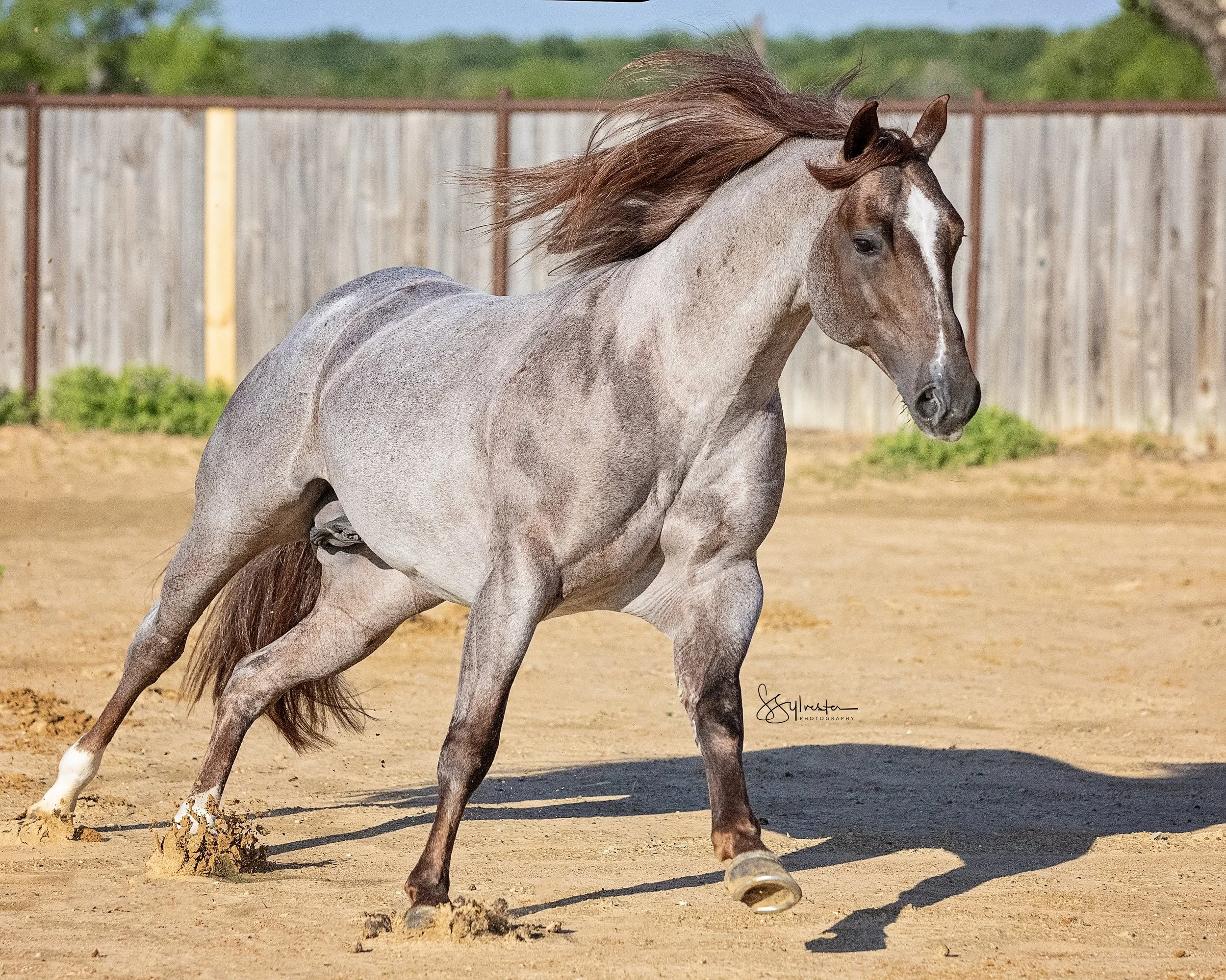 My Three Desires. Tabaco. Stud. Stallion. SR Bar Ranch Performance Horses Boerne Texas USA.