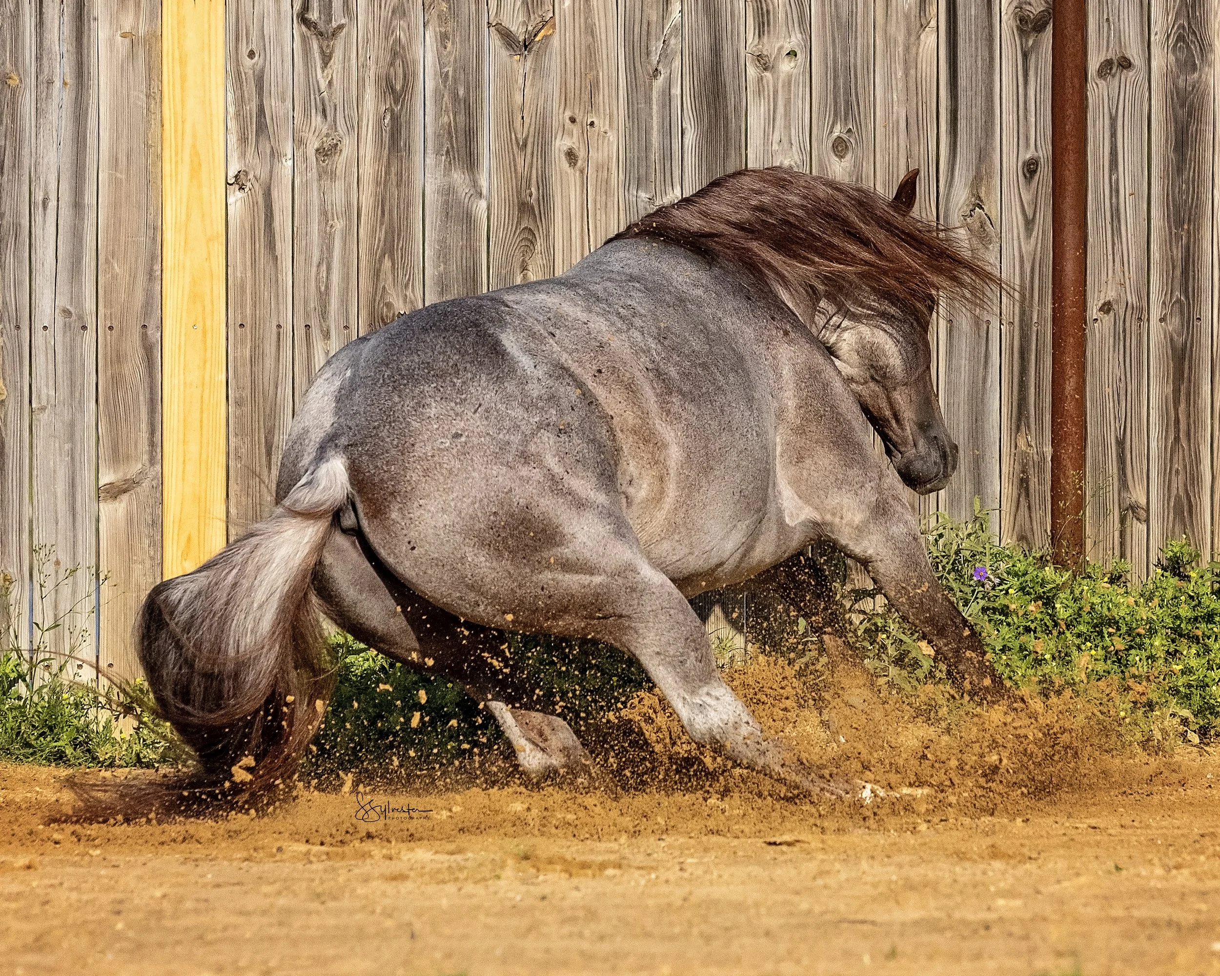 My Three Desires. Tabaco. Stud. Stallion. SR Bar Ranch Performance Horses Boerne Texas USA