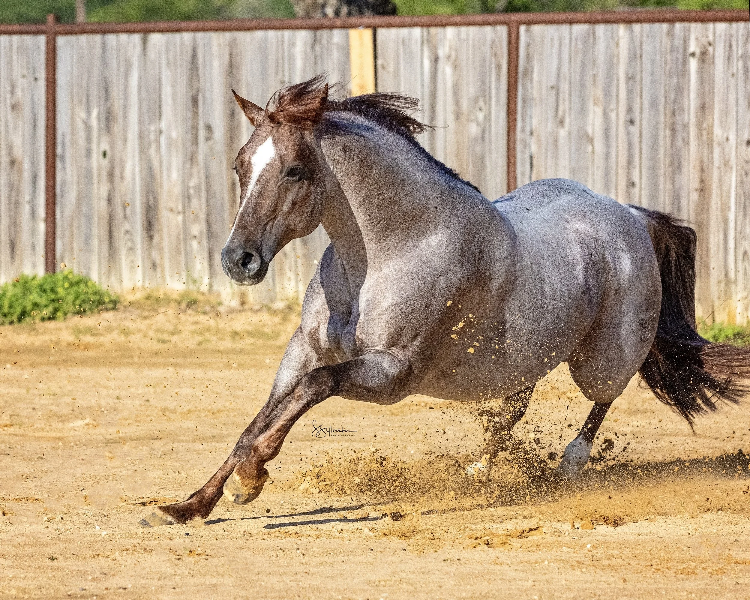 My Three Desires. Tabaco. Stud. Stallion. SR Bar Ranch Performance Horses Boerne Texas USA.
