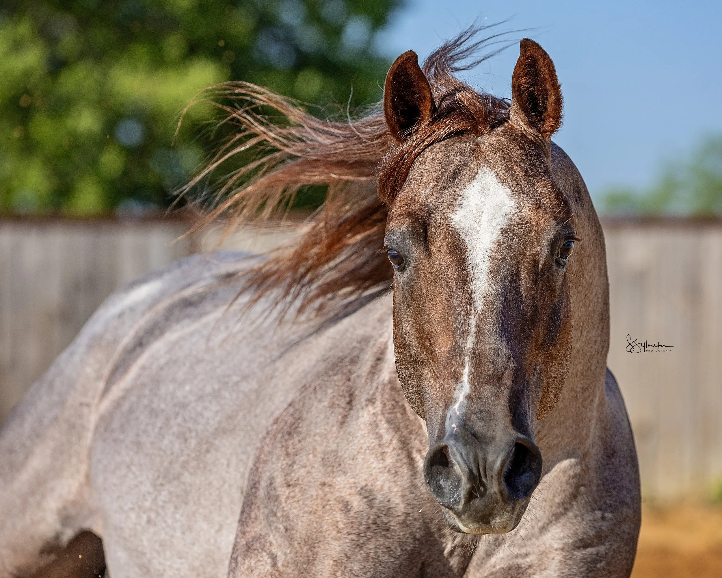 A red roan horse with a white blaze on its face running outside with a wooden fence and trees in the background. My Three Desires. Tabaco. Stud. Stallion. SR Bar Ranch Performance Horses Boerne Texas USA.