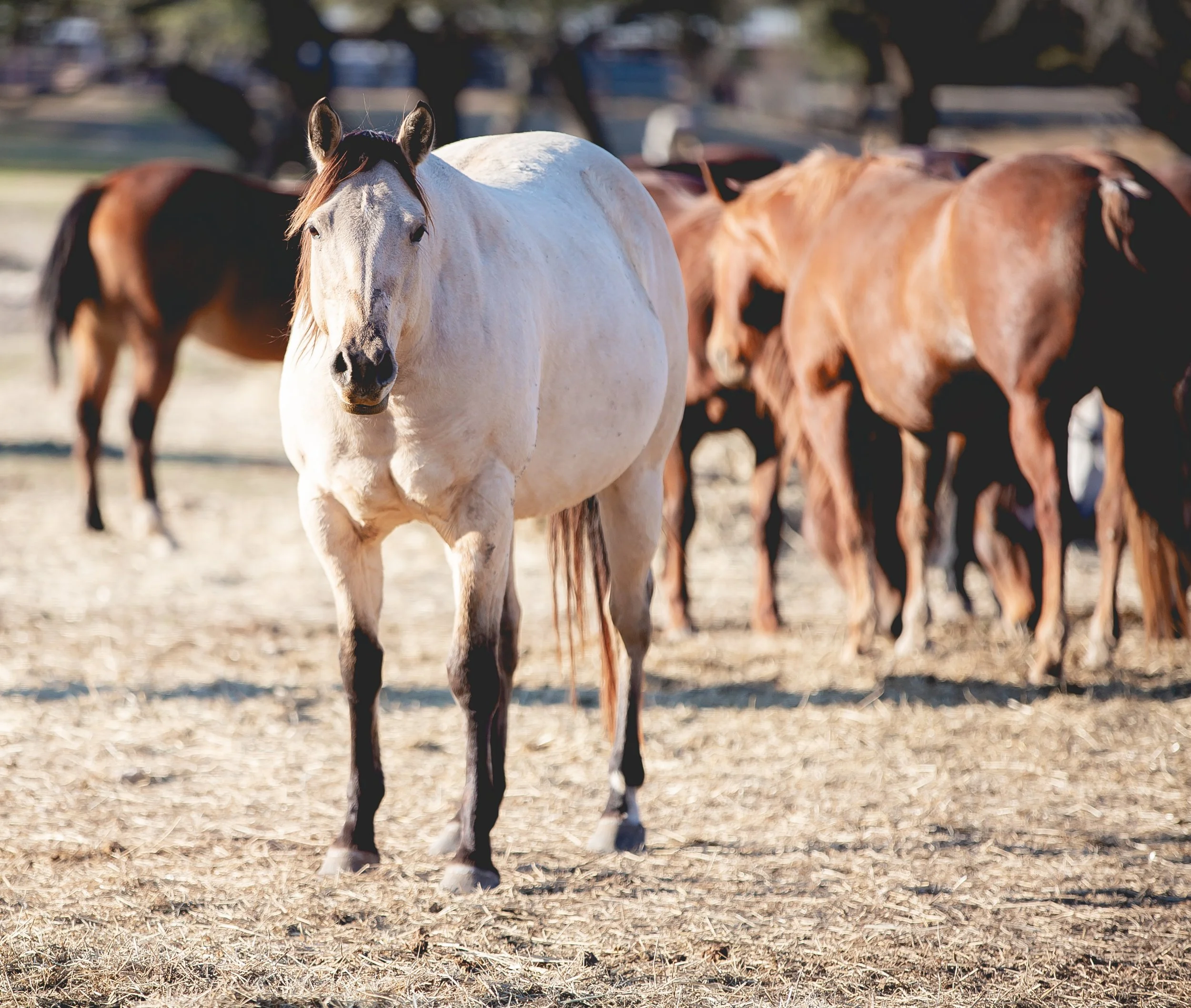A group of horses standing in a dry, open field with trees in the background. The focus is on a white horse in the foreground facing the camera. SR Bar Ranch Performance Horses Boerne Texas USA.