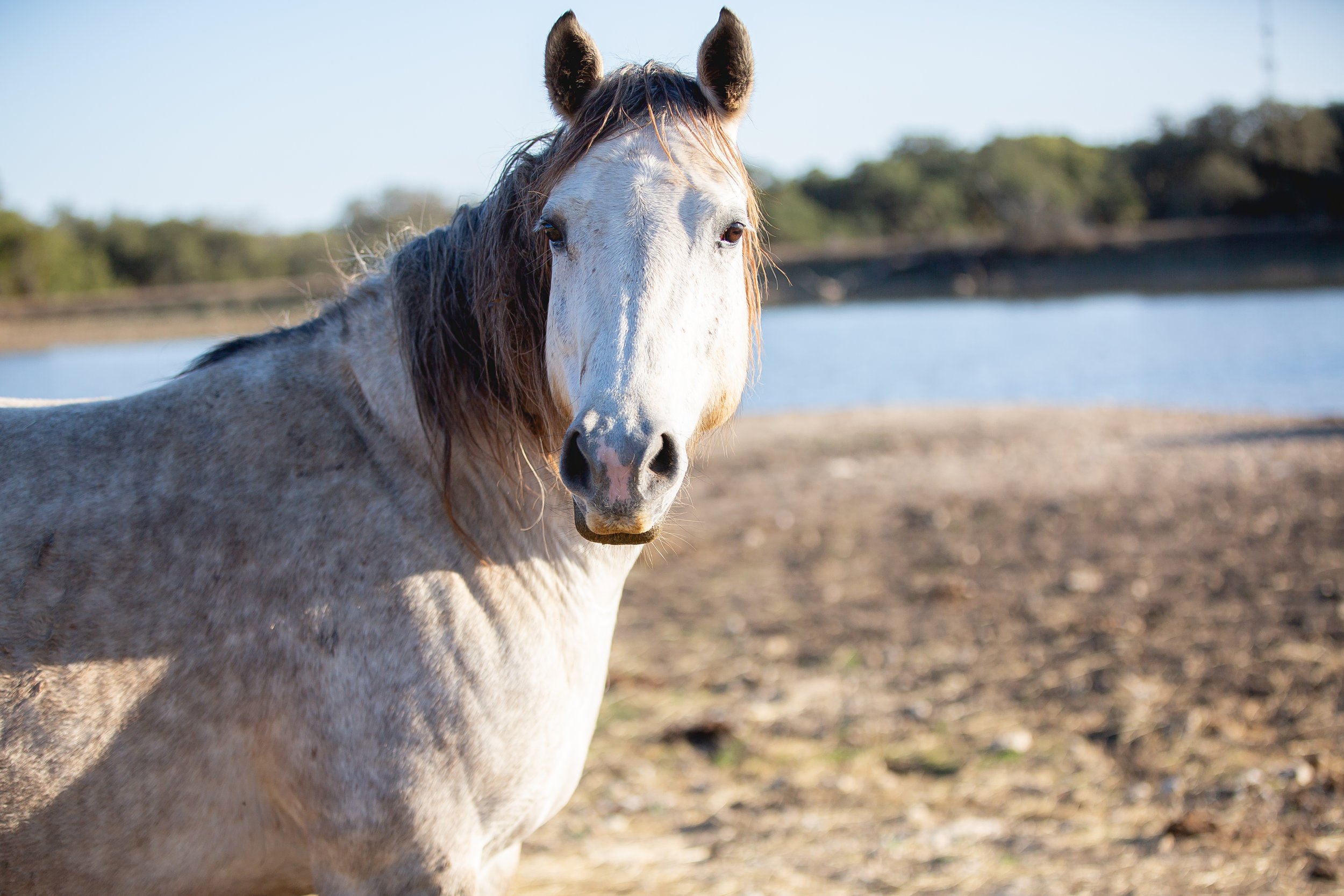 A white and gray pinto horse standing outdoors near a body of water with trees in the background. SR Bar Ranch Performance Horses Boerne Texas USA.