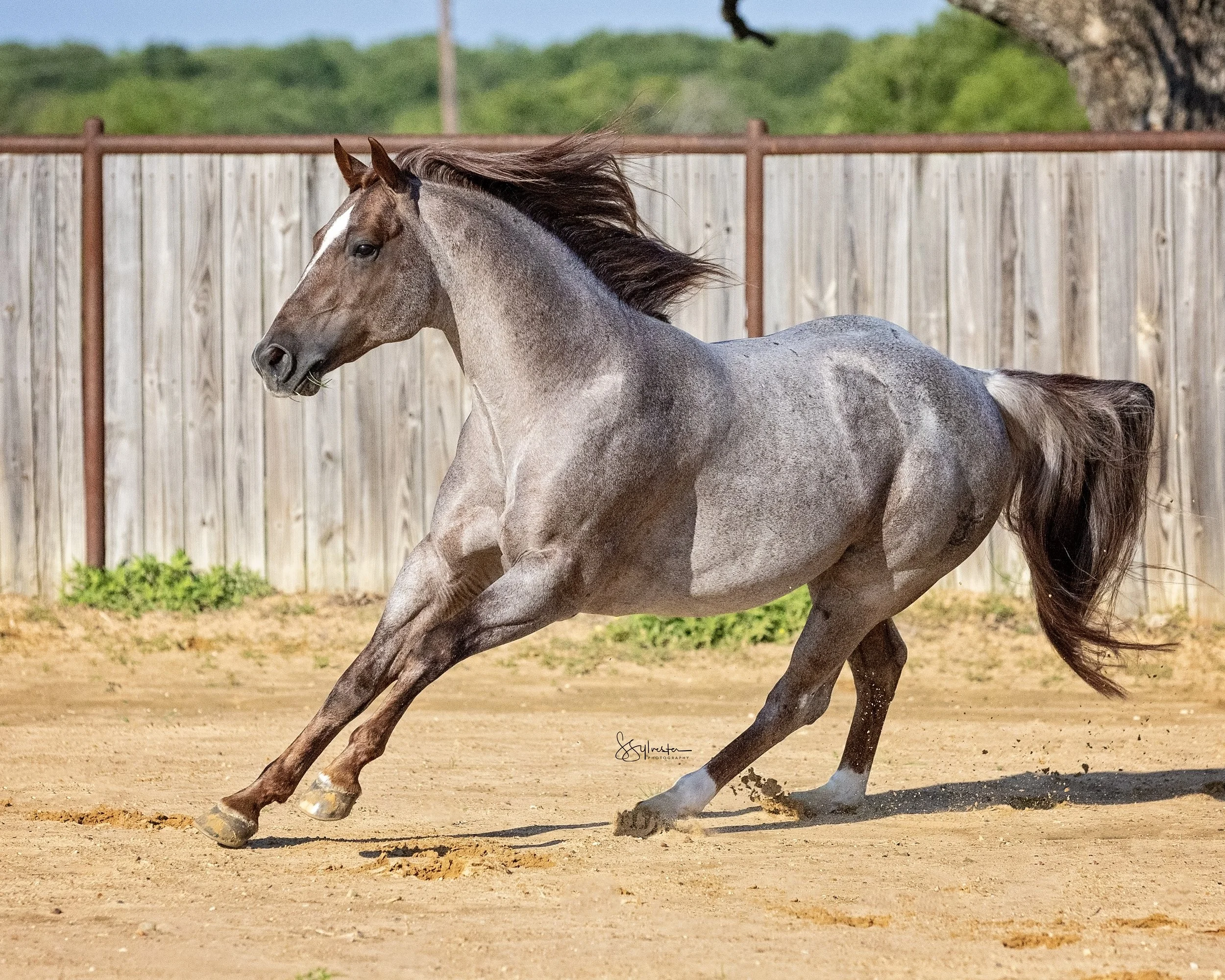 My Three Desires. Tabaco. Stud. Stallion. SR Bar Ranch Performance Horses Boerne Texas USA