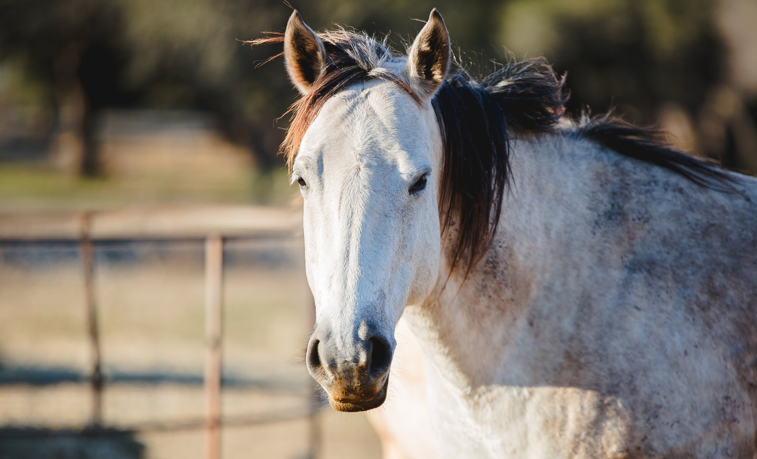 Close-up of a white and gray horse with a dark mane, standing outdoors in a fenced area. SR Bar Ranch Performance Horses Boerne Texas USA