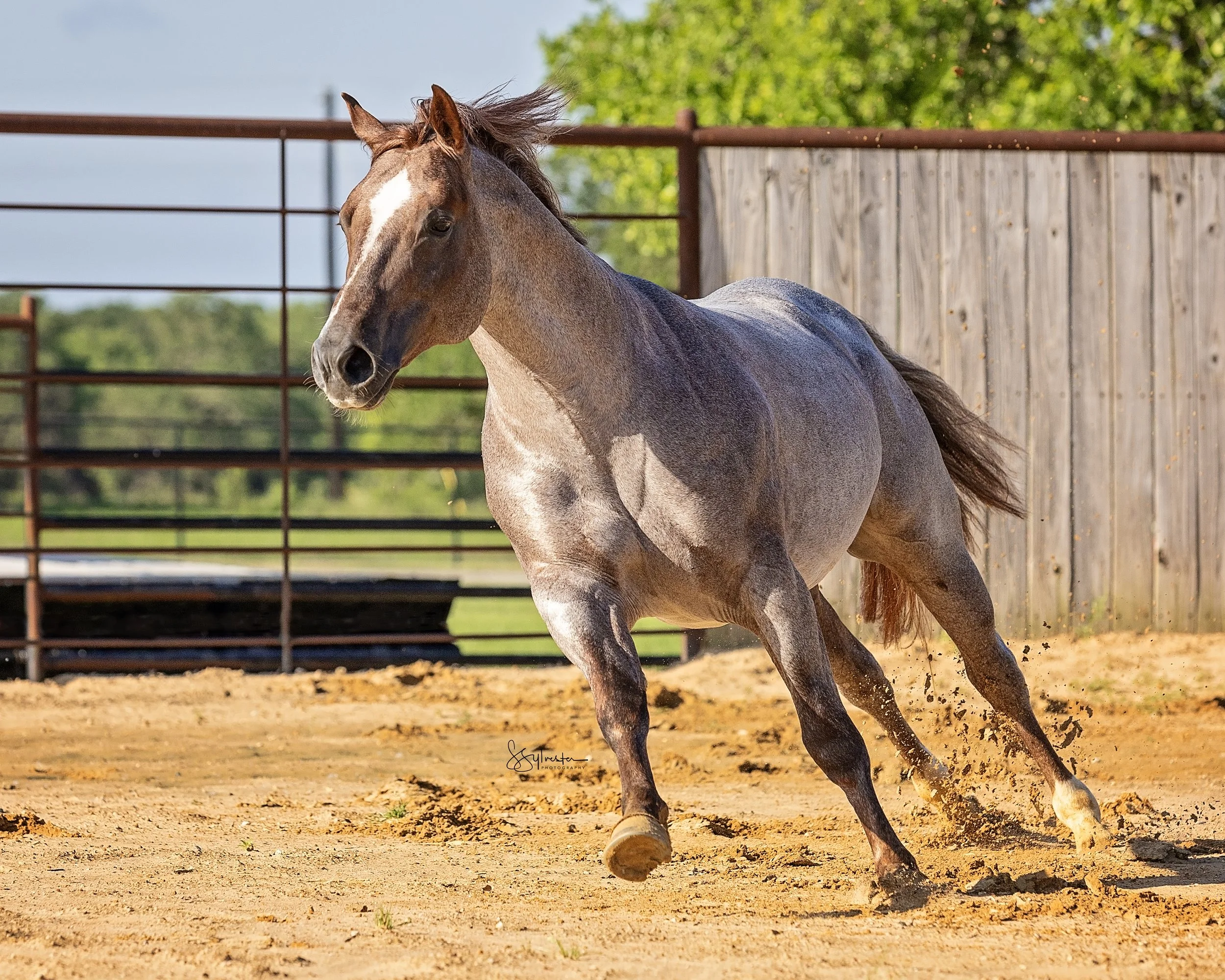 My Three Desires. Tabaco. Stud. Stallion. SR Bar Ranch Performance Horses Boerne Texas USA.