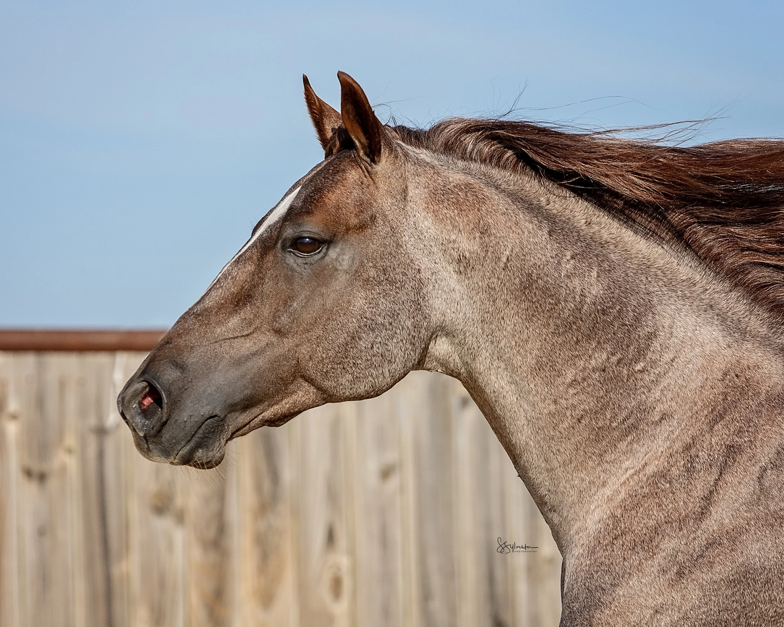 My Three Desires. Tabaco. Stud. Stallion. SR Bar Ranch Performance Horses Boerne Texas USA