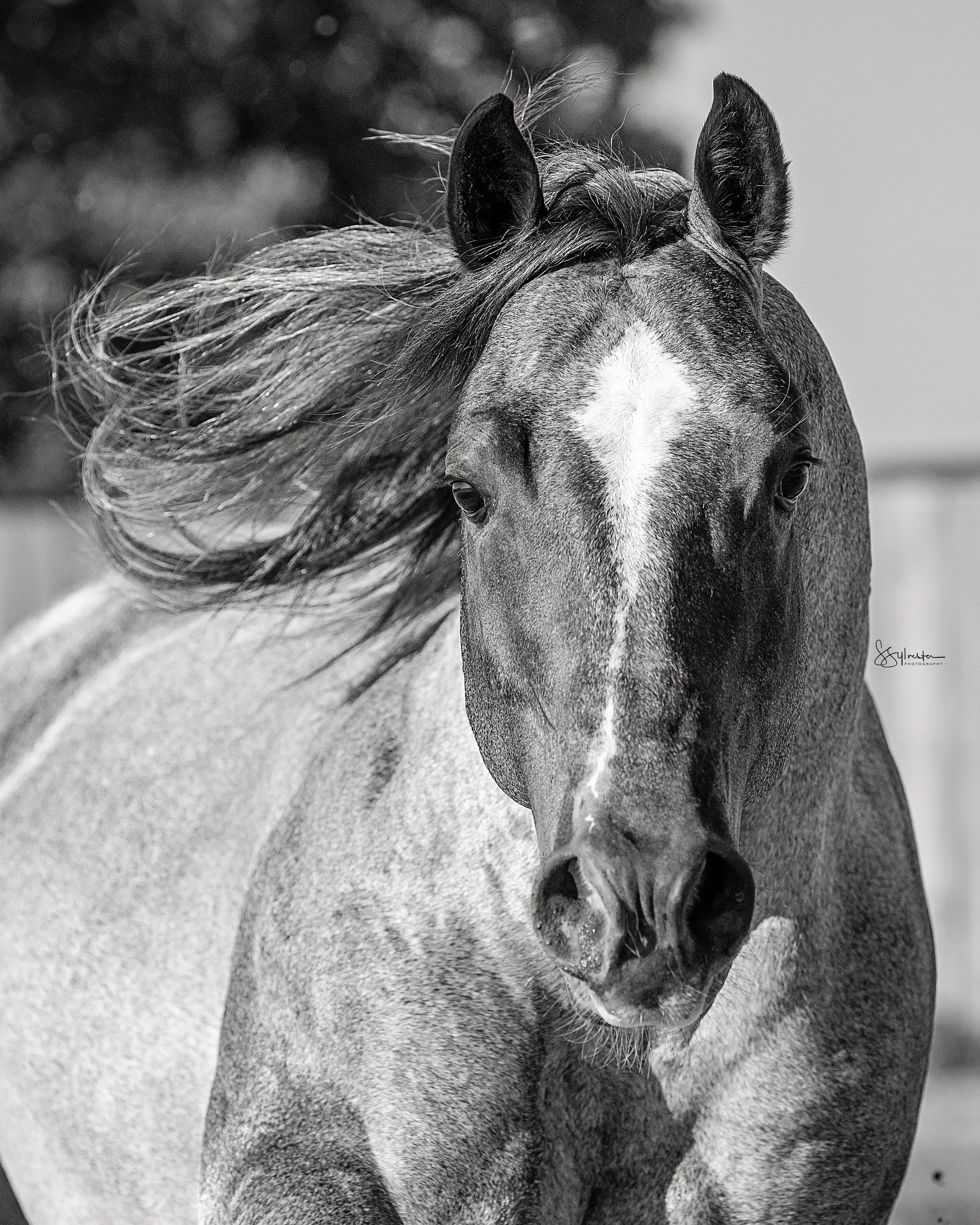 A close-up black and white photo of a horse with flowing mane. My Three Desires. Tabaco. Stud. Stallion. SR Bar Ranch Performance Horses Boerne Texas USA.