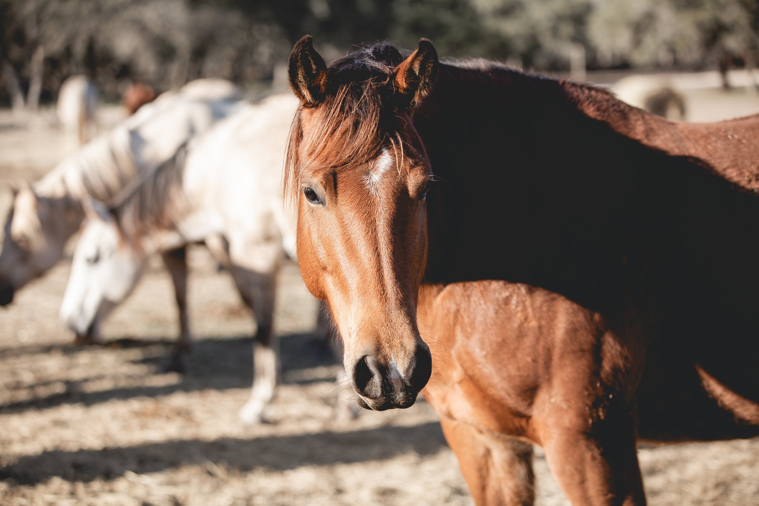 Close-up of a brown horse with a black mane standing outdoors. Other horses are in the background. SR Bar Ranch Performance Horses Boerne Texas USA